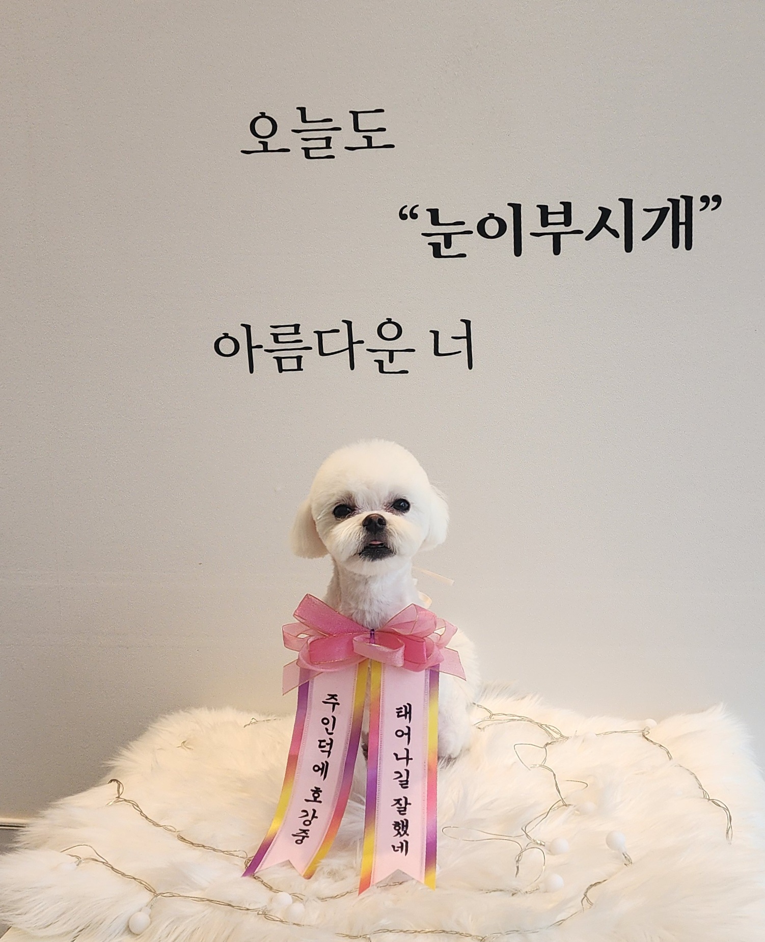 눈이부시개 대표 이미지