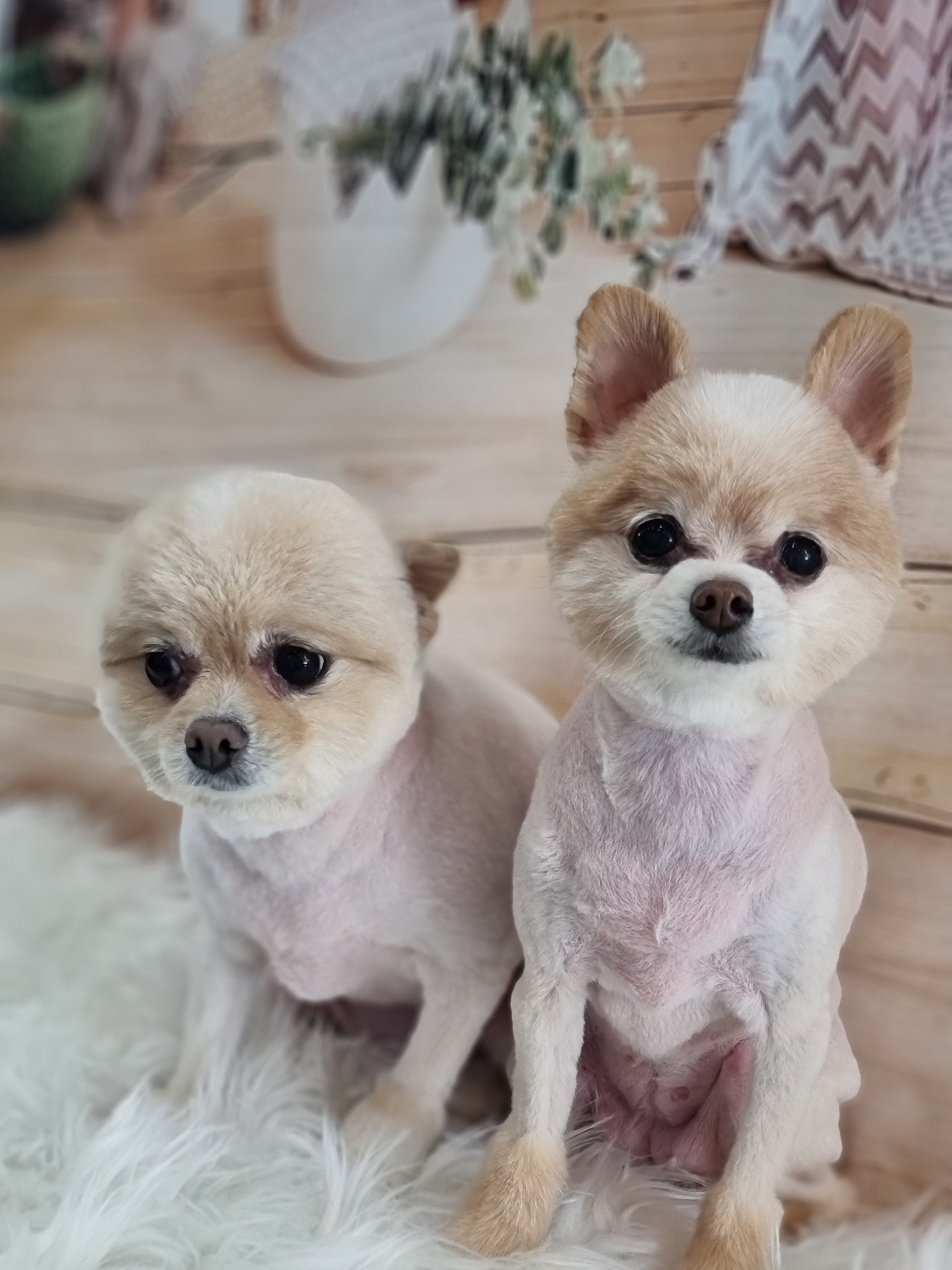 애견샵 붐 대표 이미지