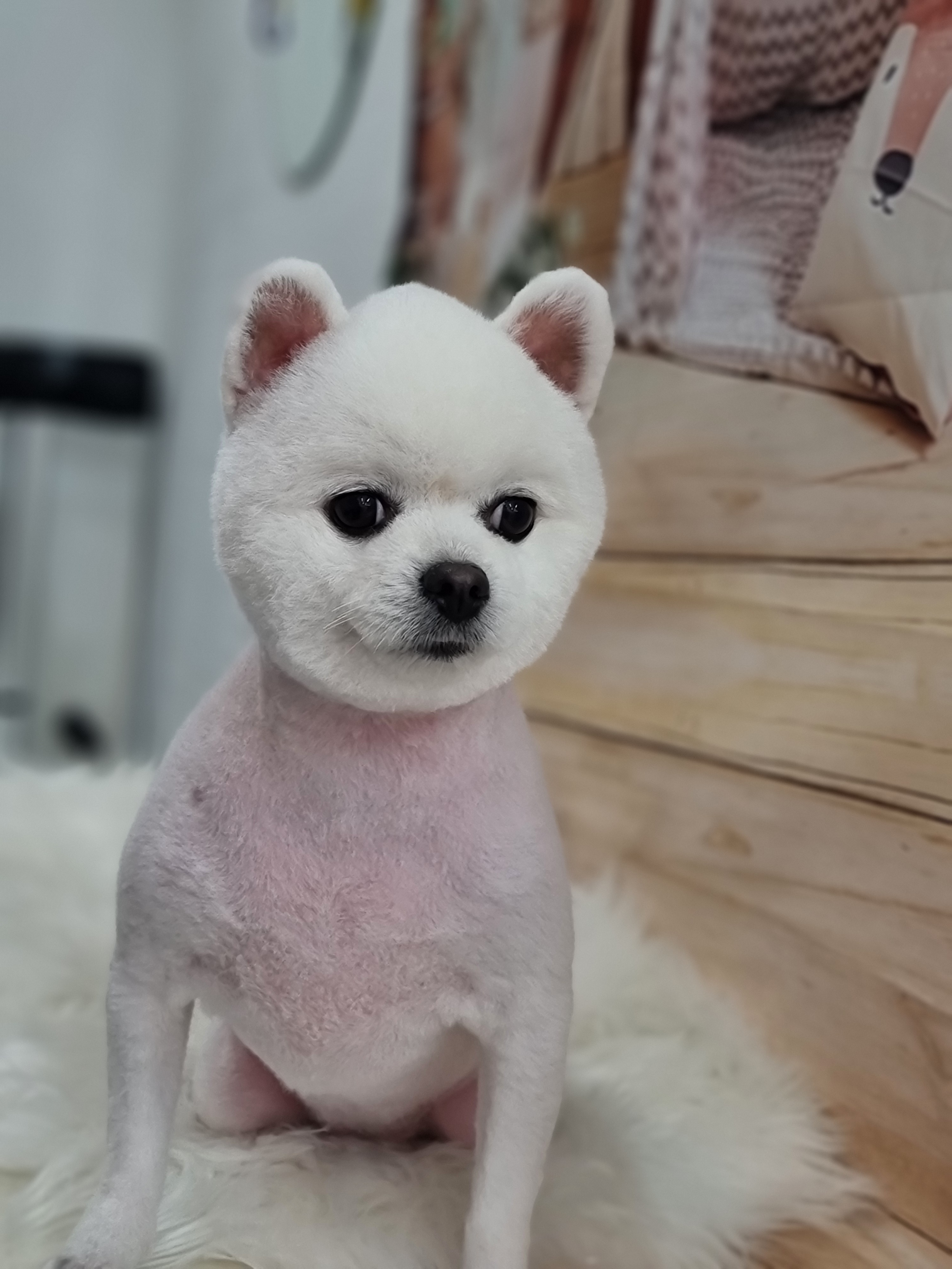 애견샵 붐 대표 이미지