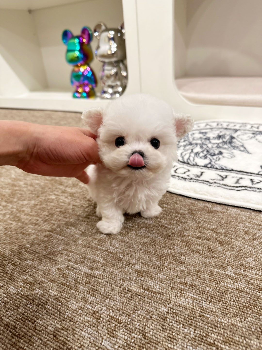 켄넬203 말티푸분양, 미니비숑분양