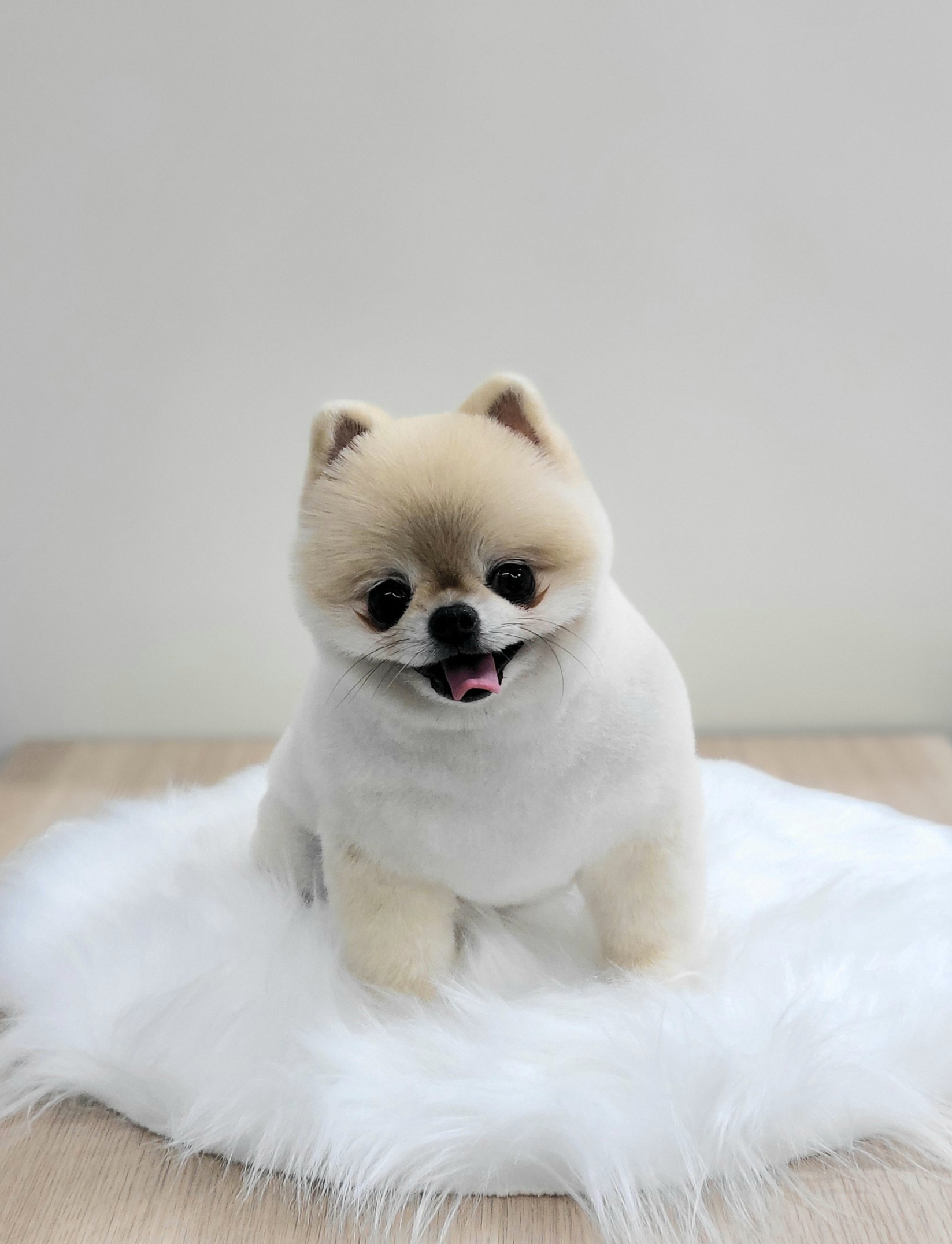 애니원애견미용
