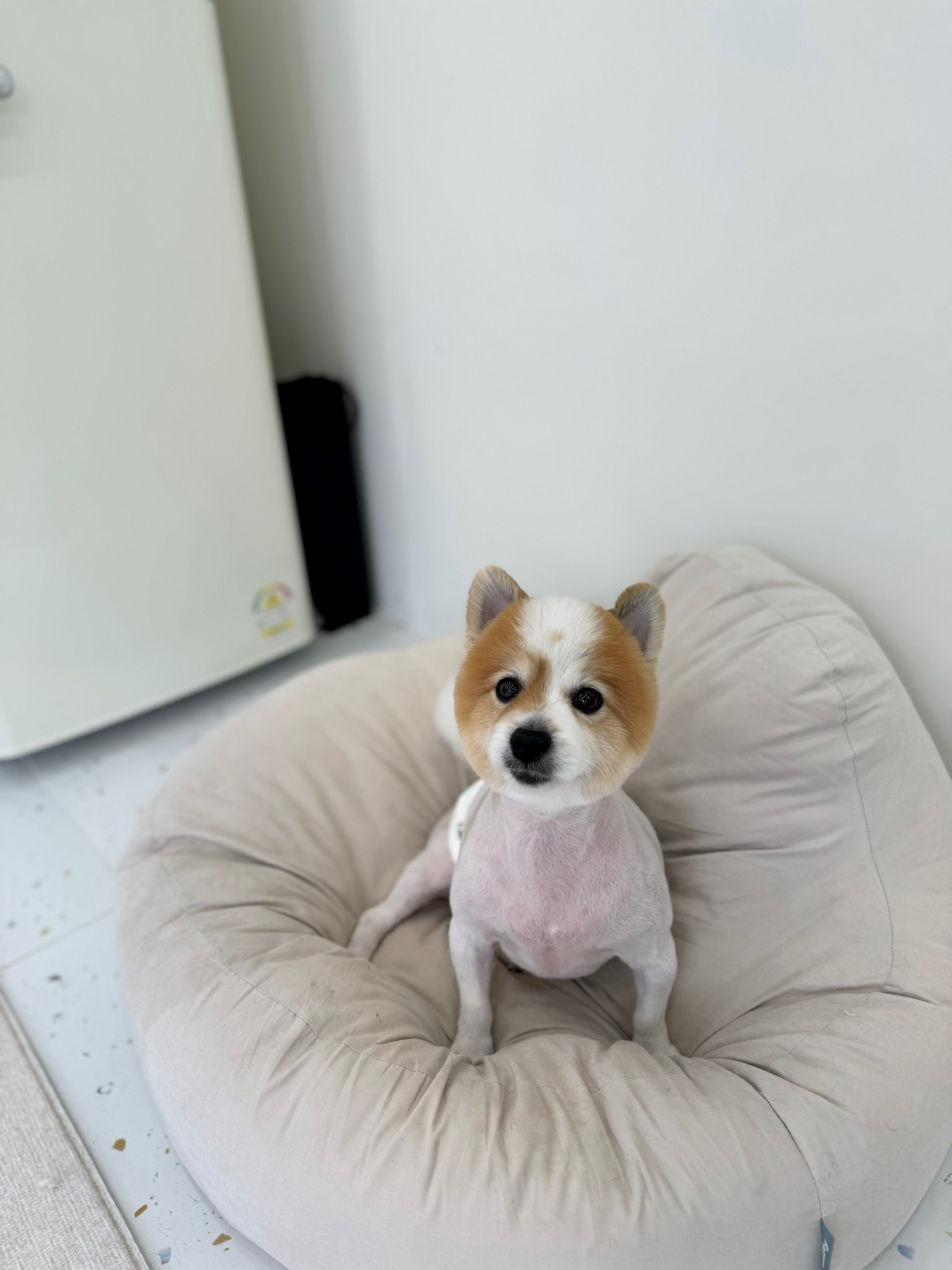 다온댕 대표 이미지