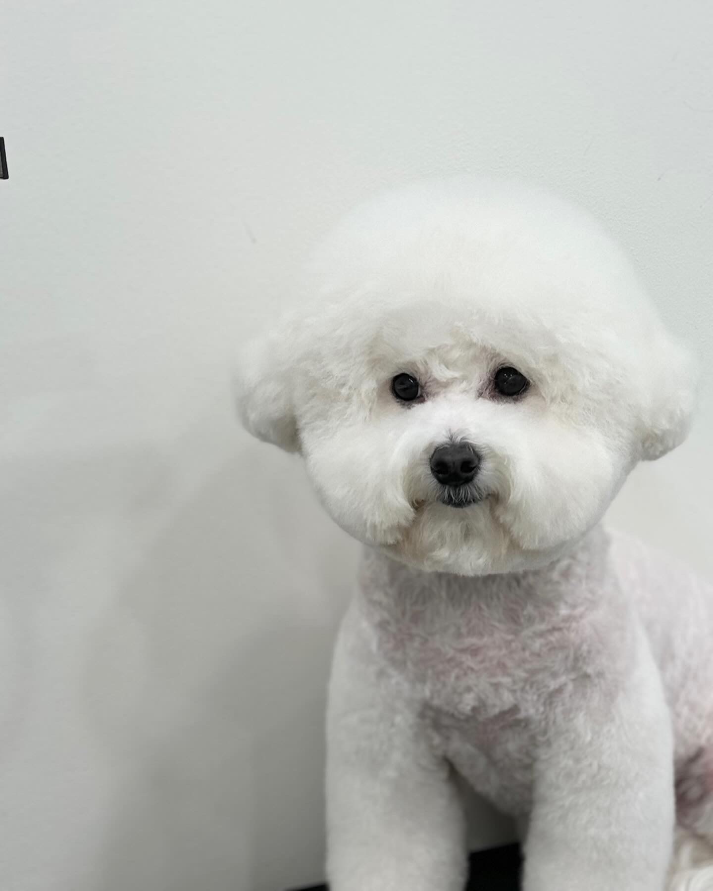 다온댕 대표 이미지