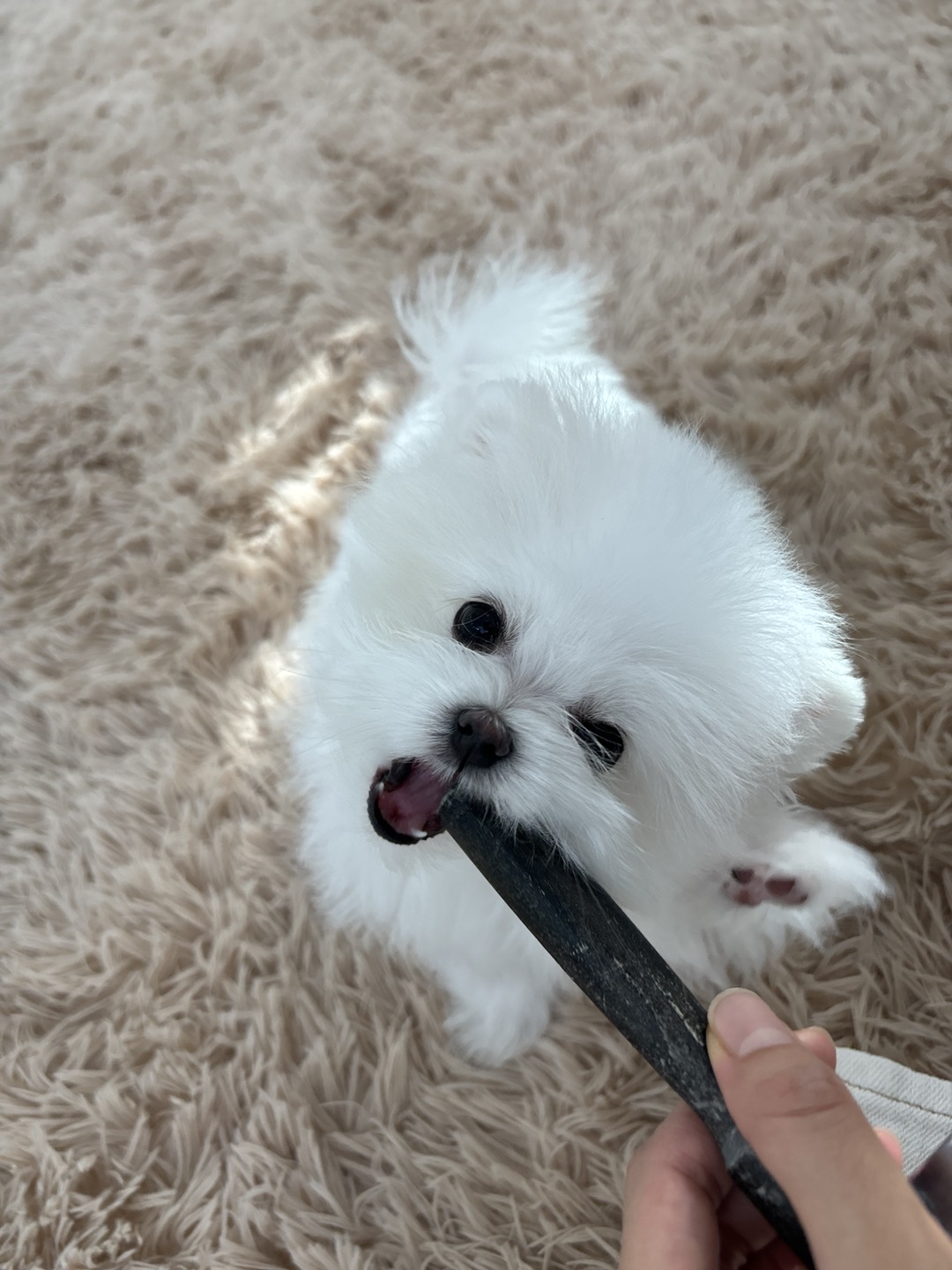어스독 본점 2