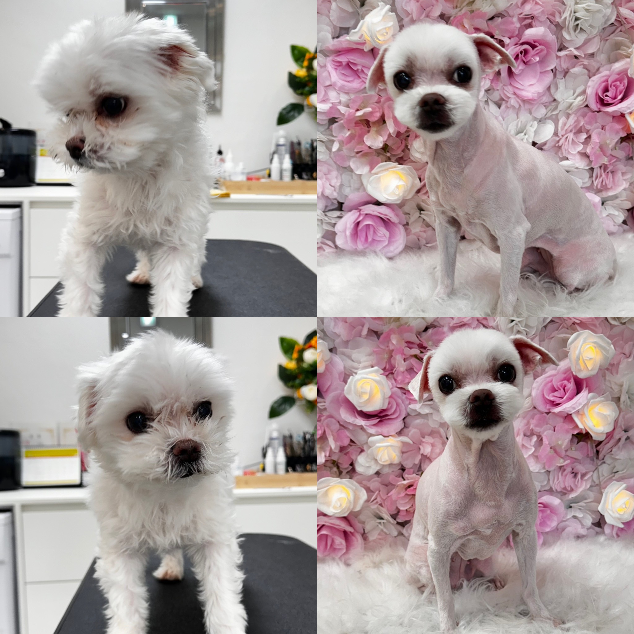 예쁘다개 대표 이미지