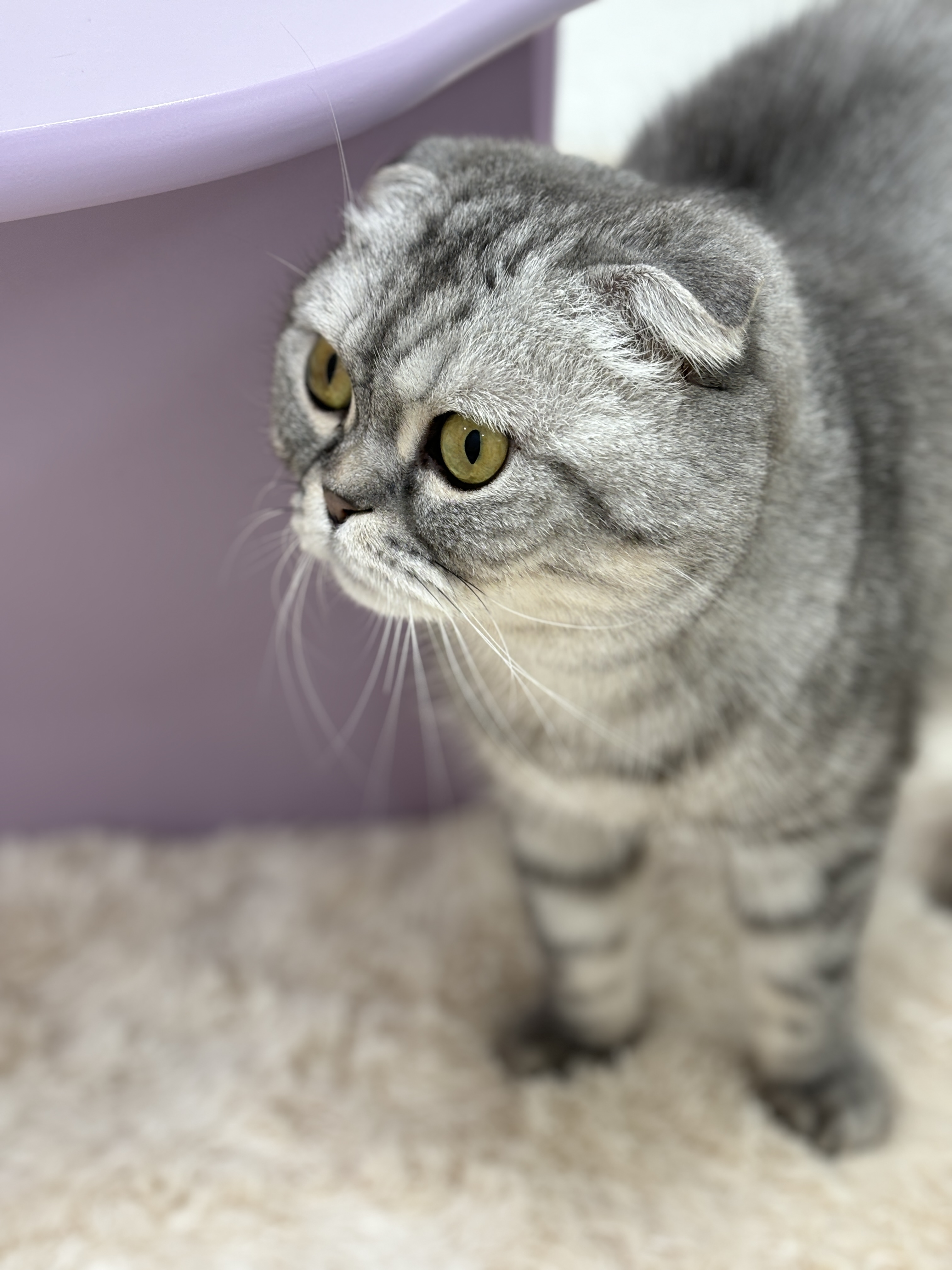 체리모모고양이공방 대표 이미지