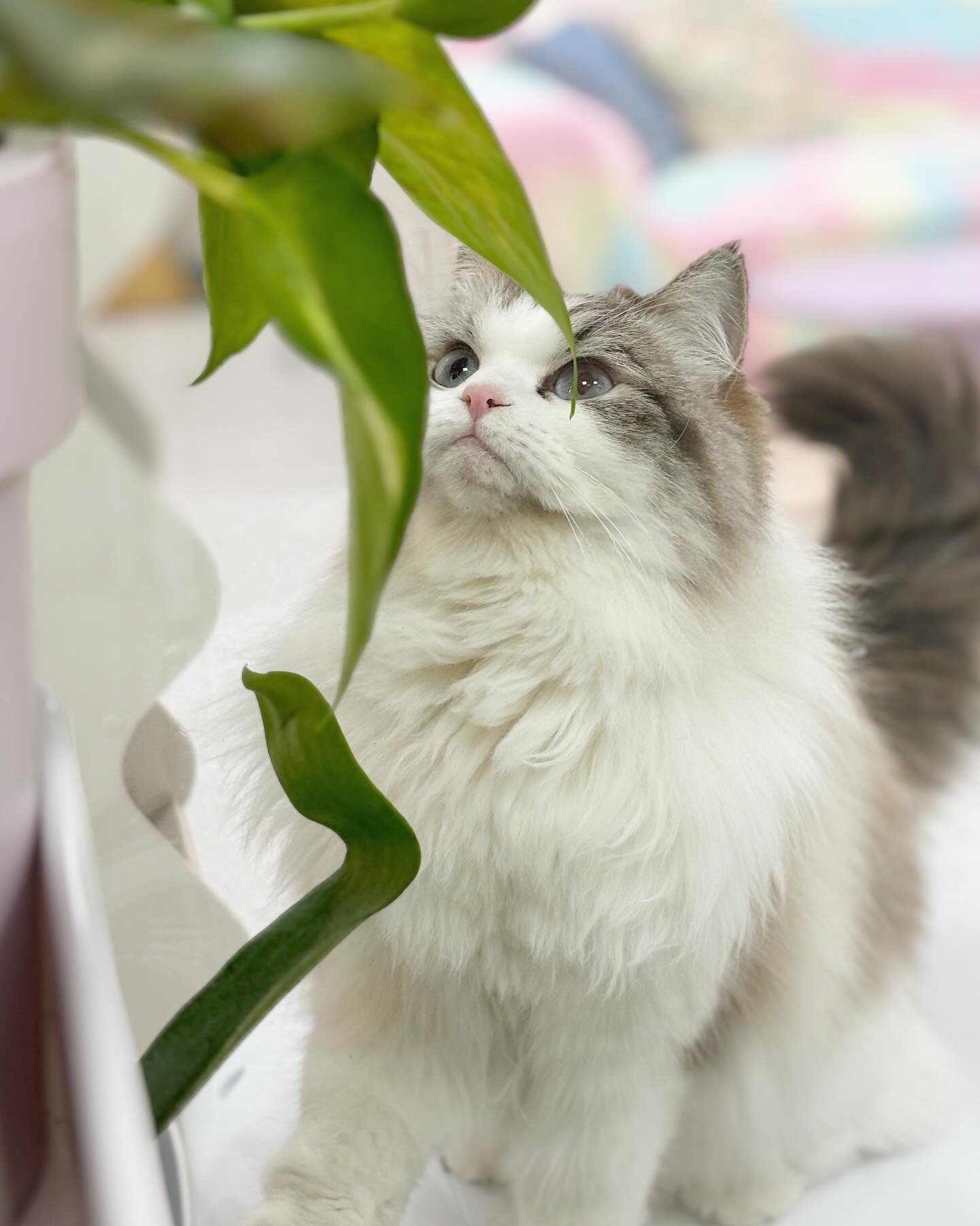 체리모모고양이공방 대표 이미지