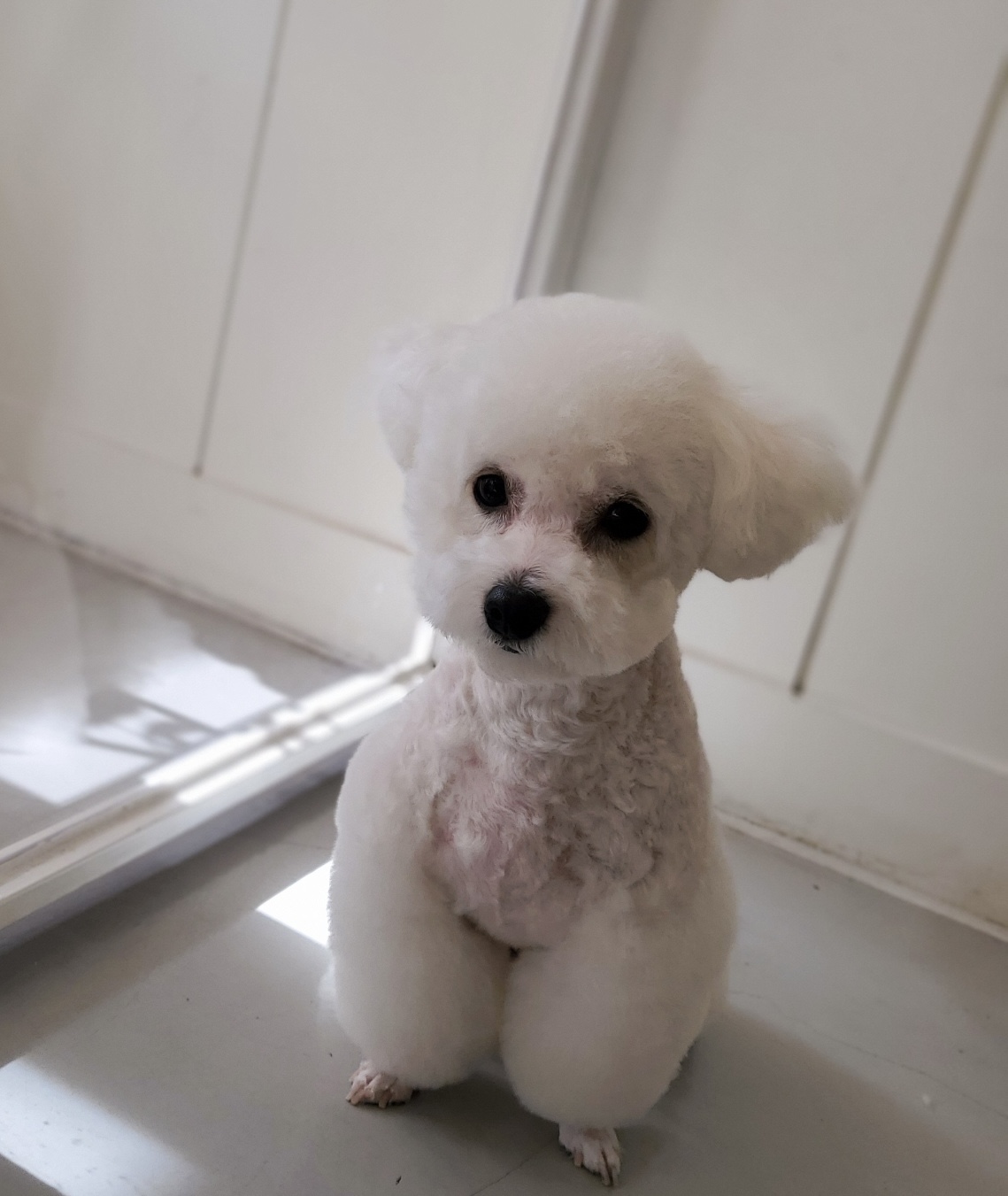 멍블랑 강아지분양 시흥배곧점