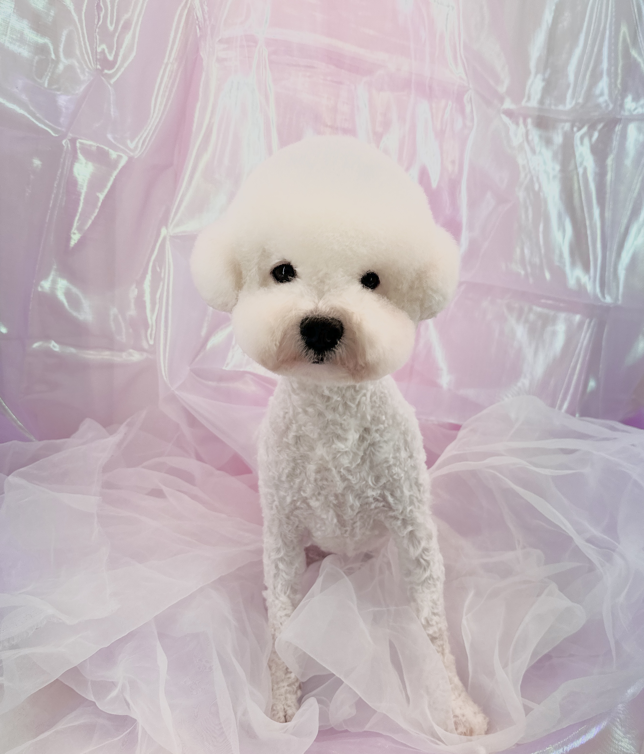 에스티비숑프리제 대표 이미지