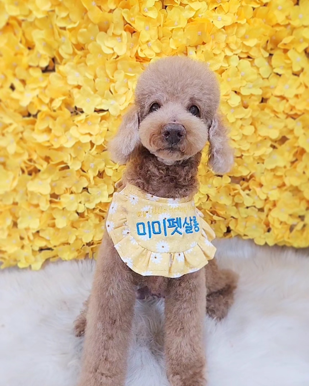 미미펫살롱