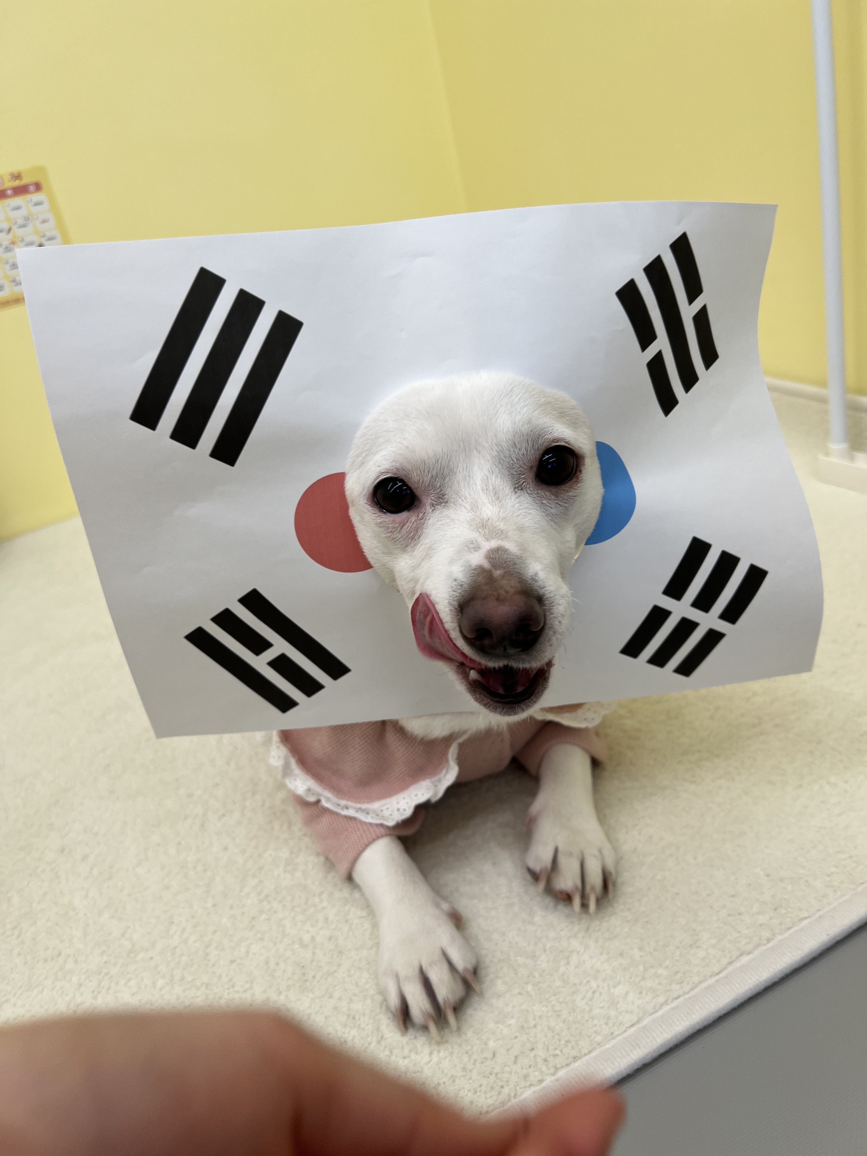 오로지몽 강아지유치원 대표 이미지