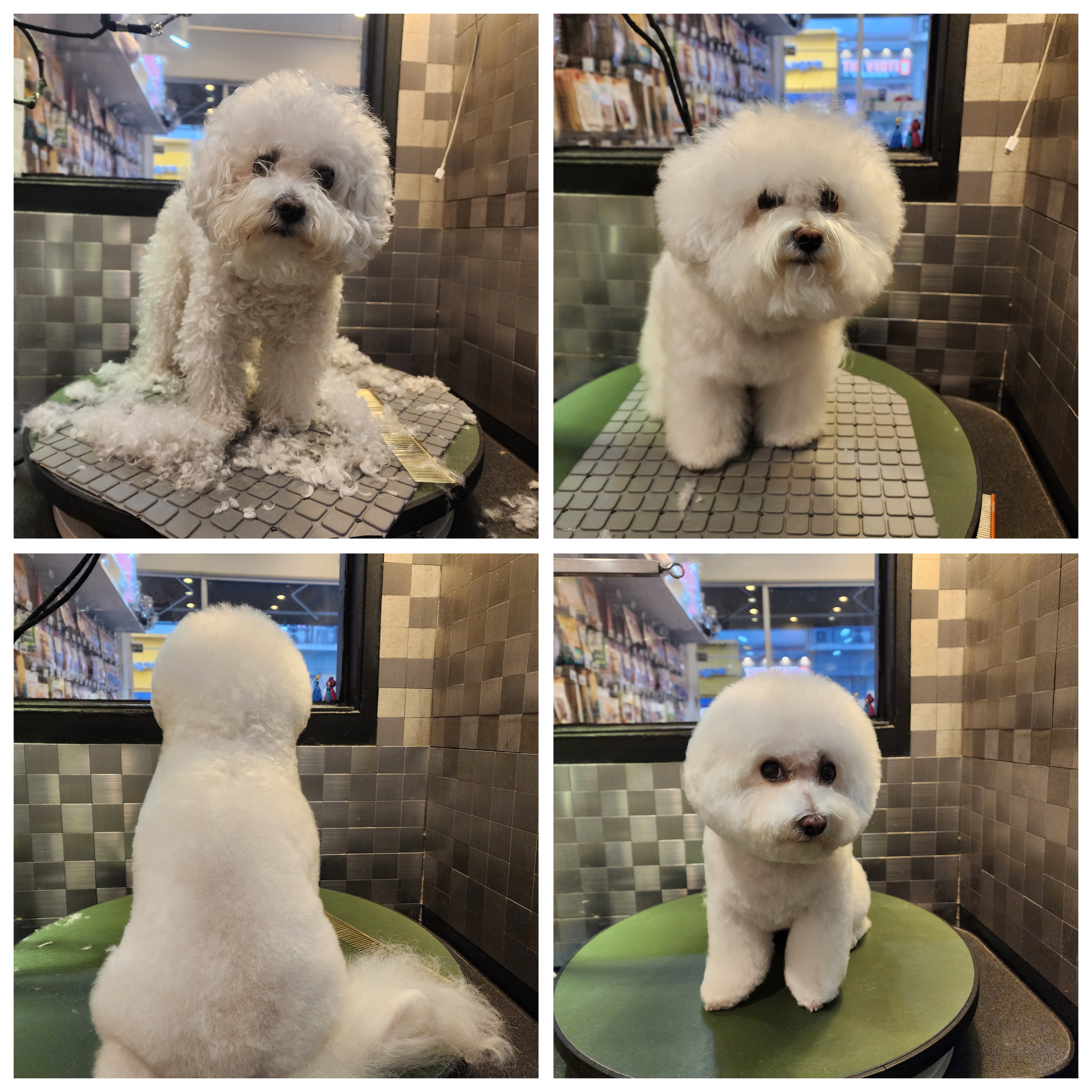 도그캐슬 대표 이미지