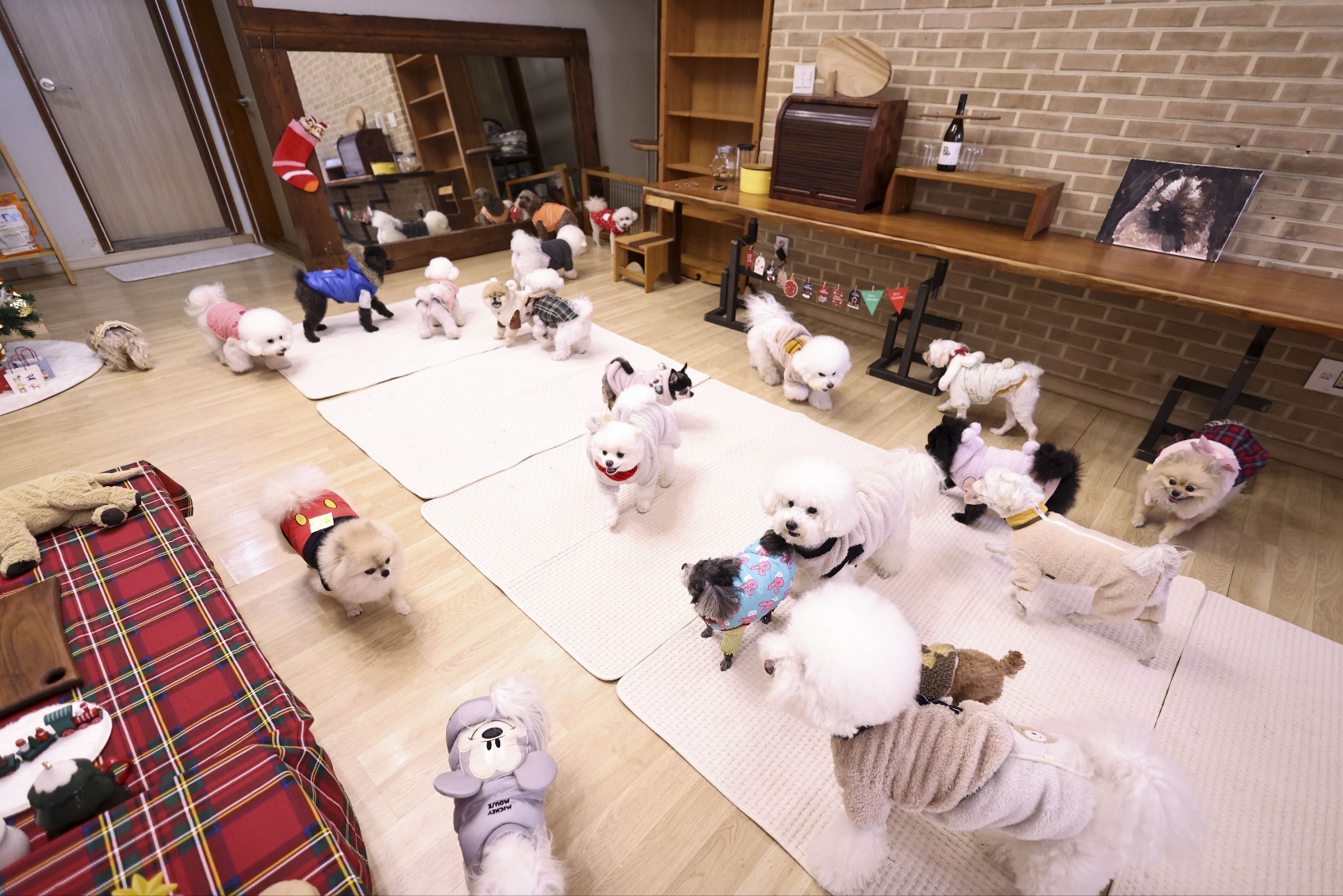 퍼피스프링 일산점 6