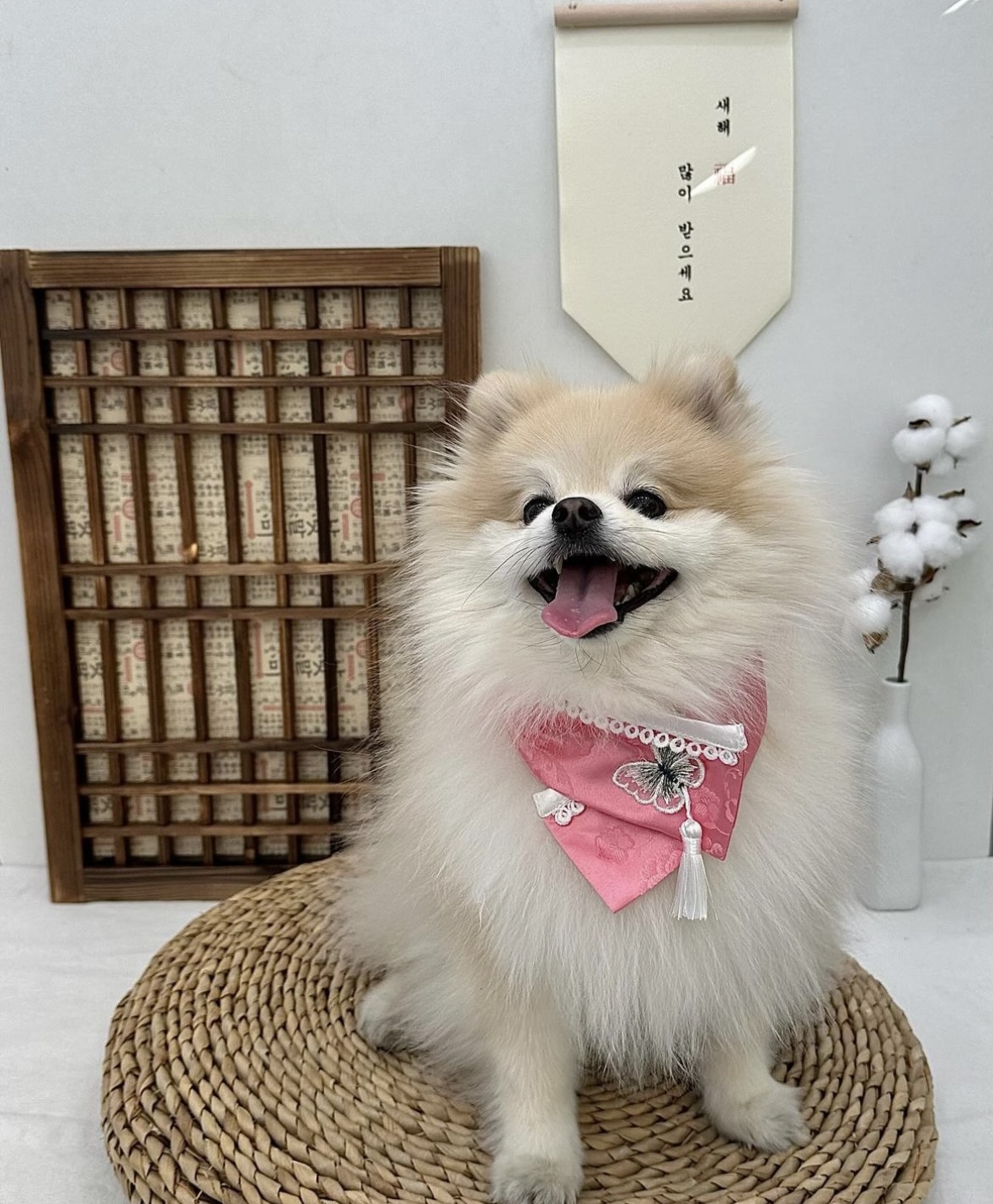 멍뭉펫 유치원 이미지