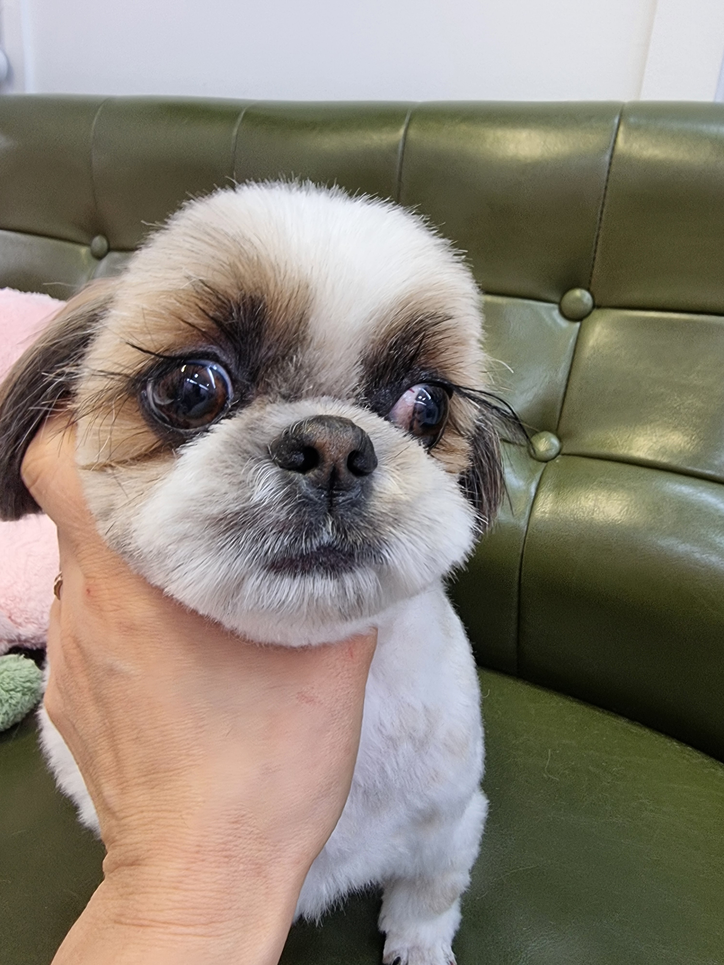 멍미뇽 대표 이미지