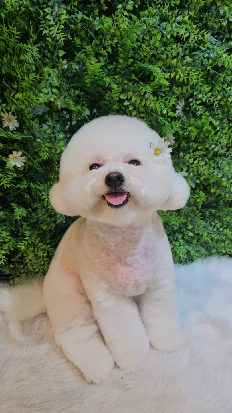 펫더헤븐 본점