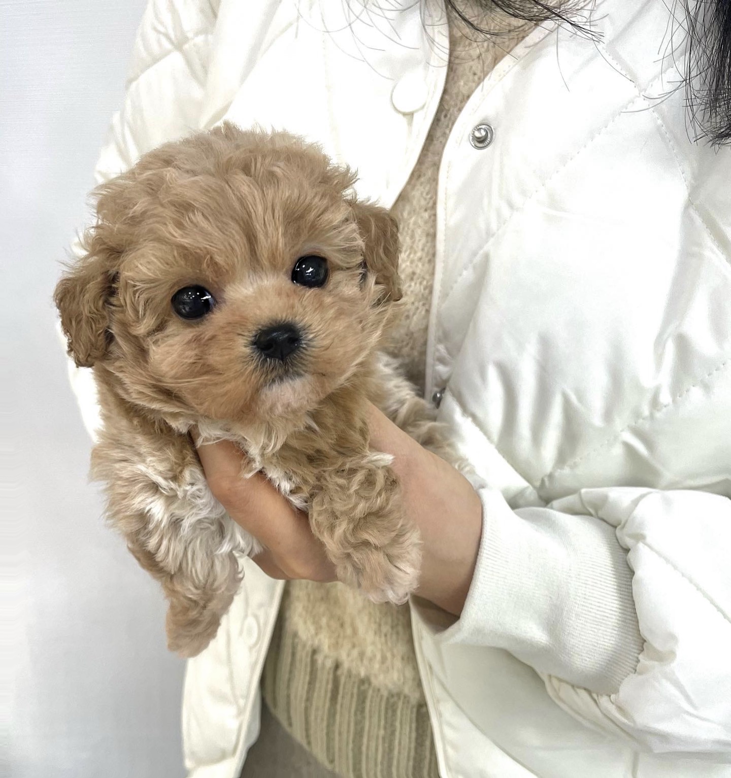 안녕펫
