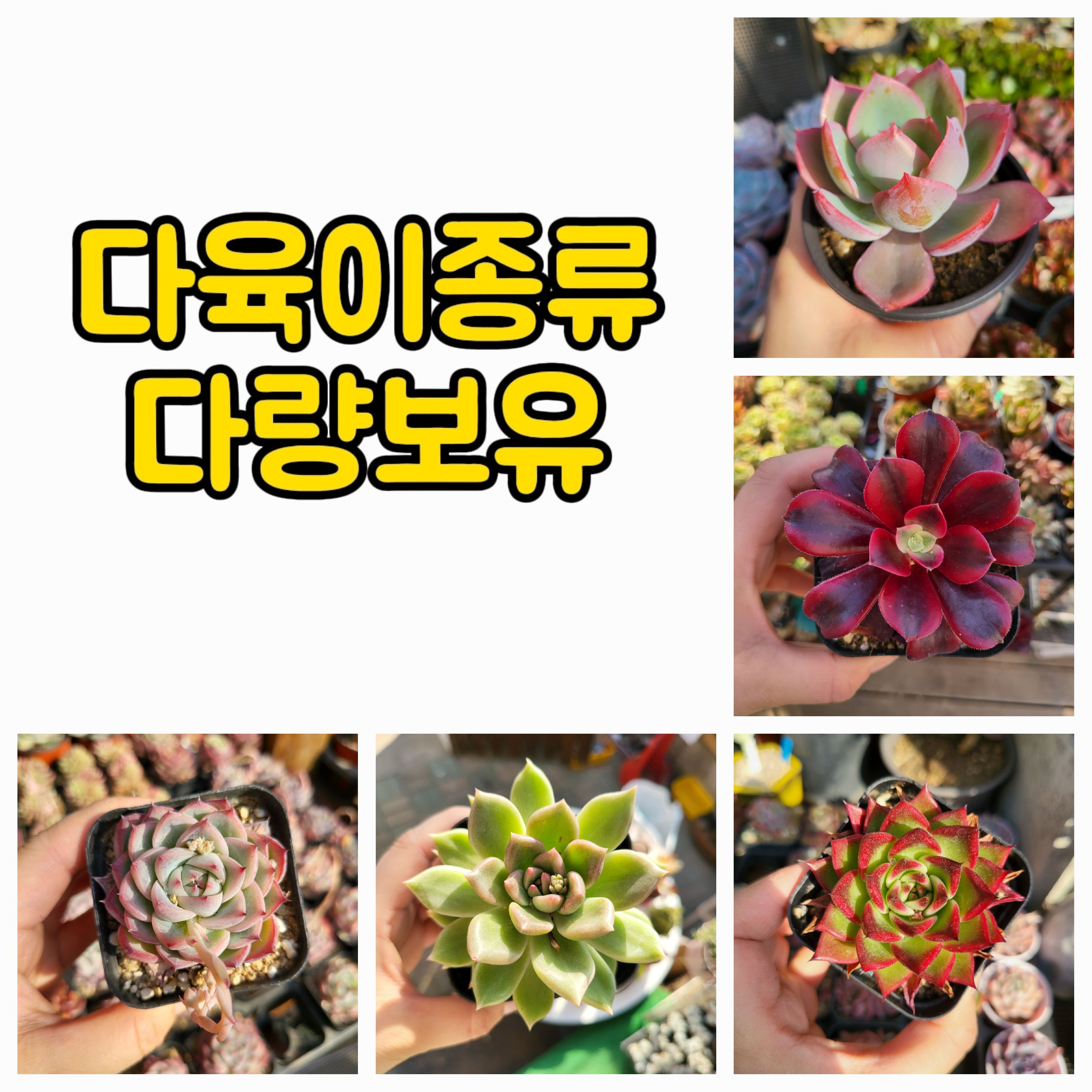 엉터리다육맘농원