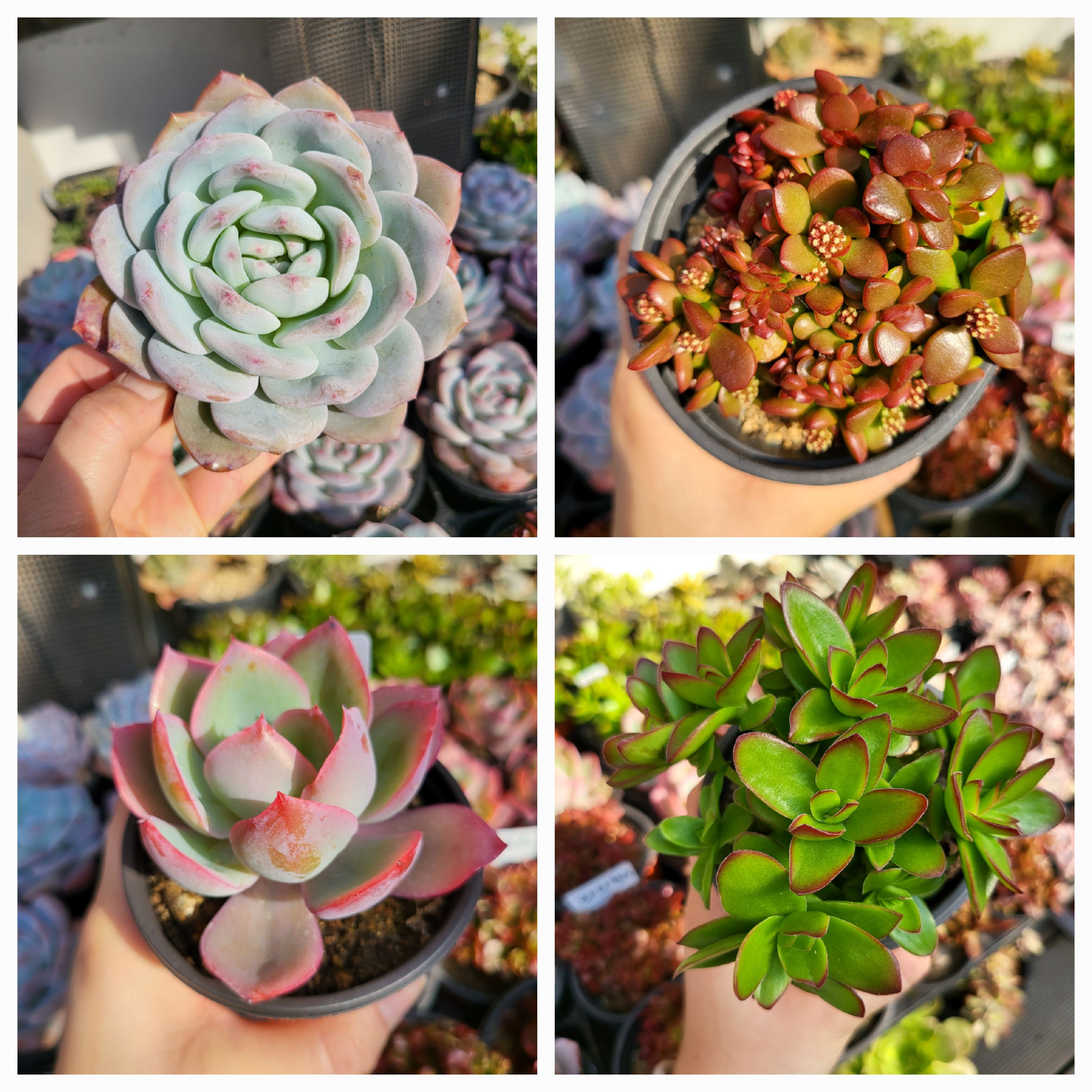 엉터리다육맘농원