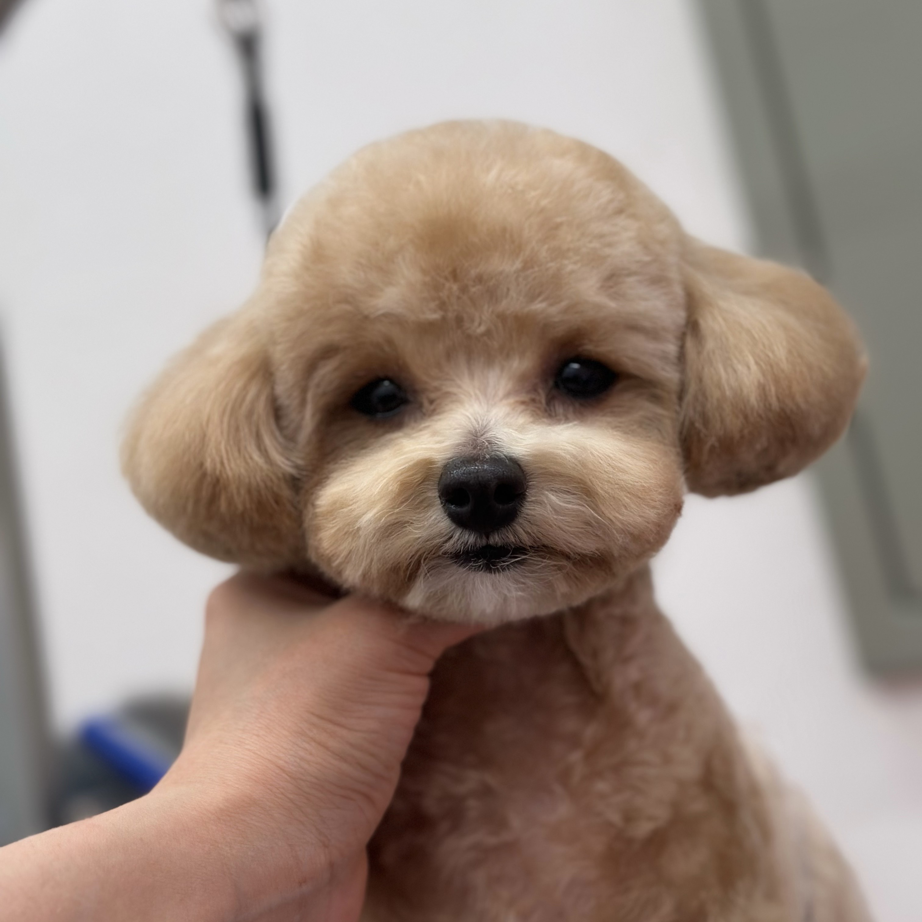 댕가댕가 대표 이미지