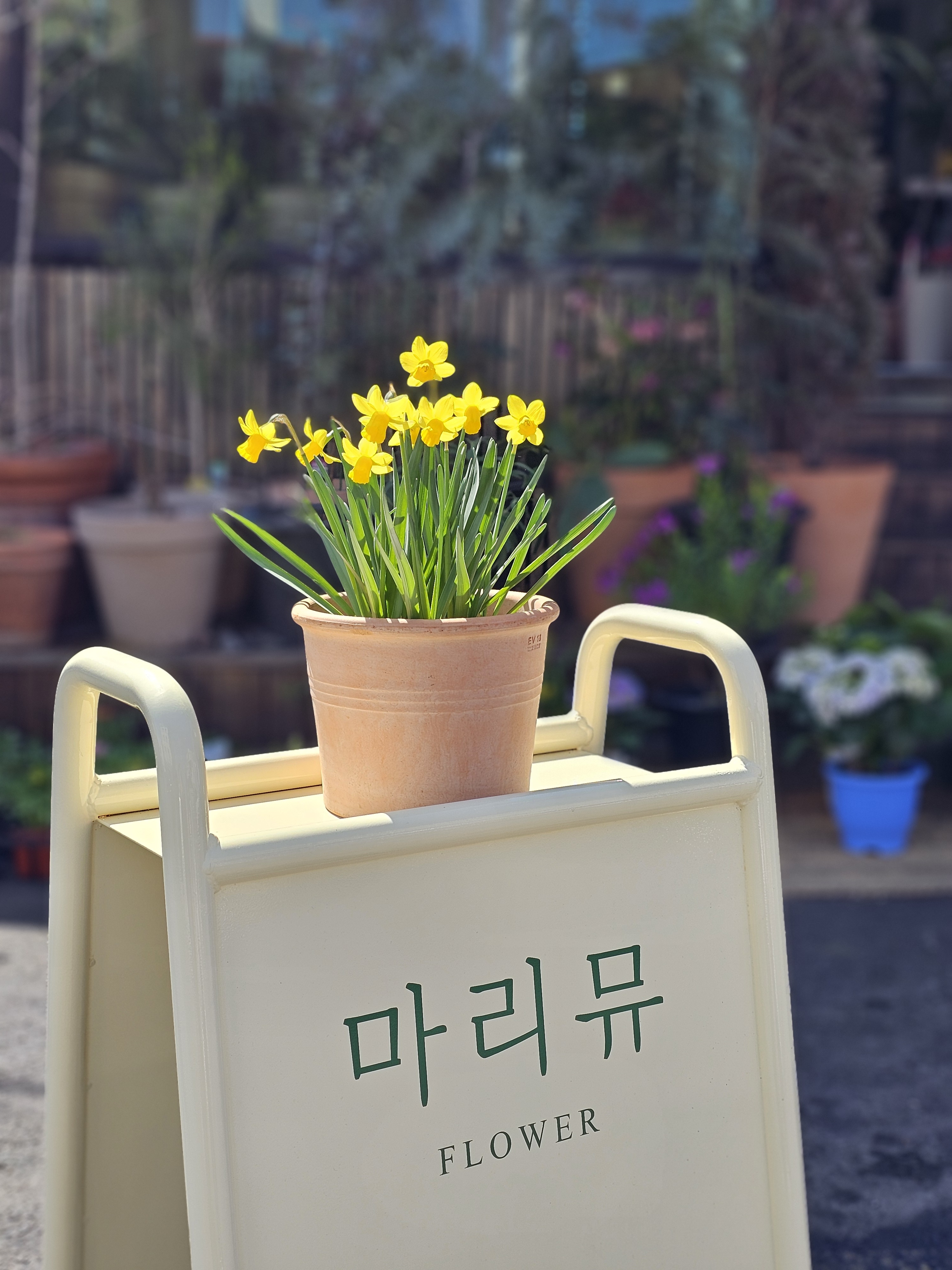 마리뮤플라워