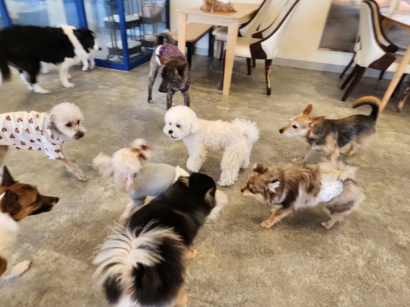 루트231 애견호텔 대표 이미지