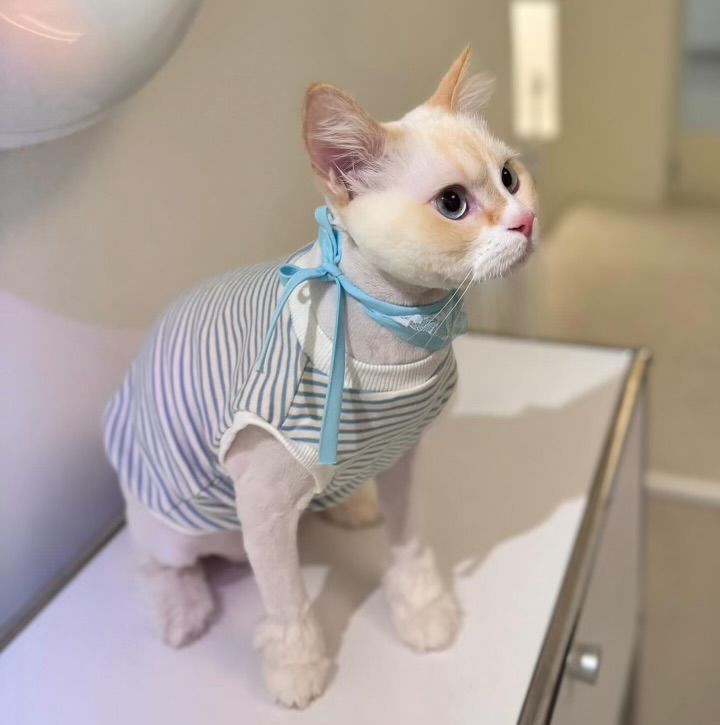 플러피캣 대표 이미지