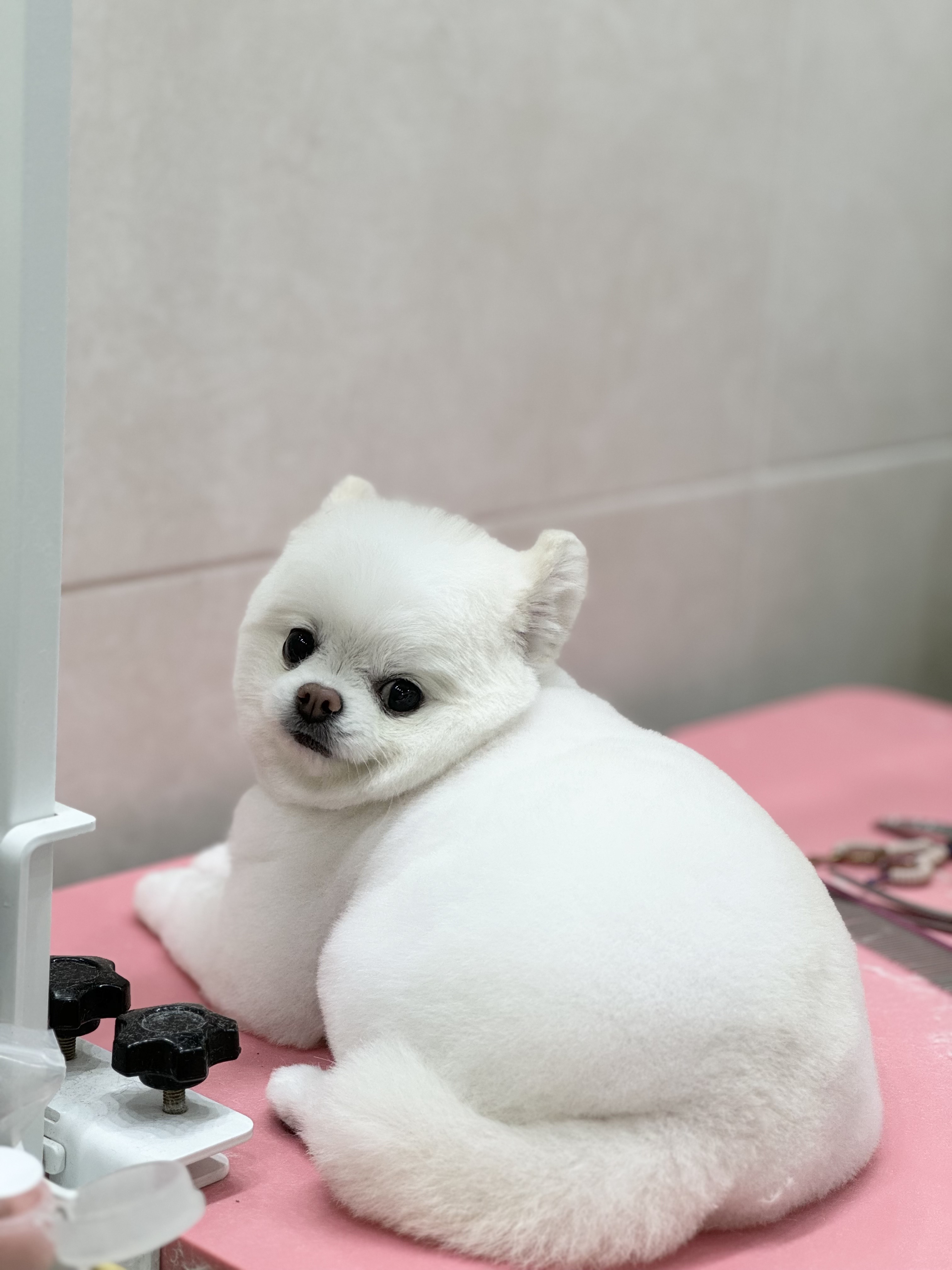 어안이 멍멍 대표 이미지
