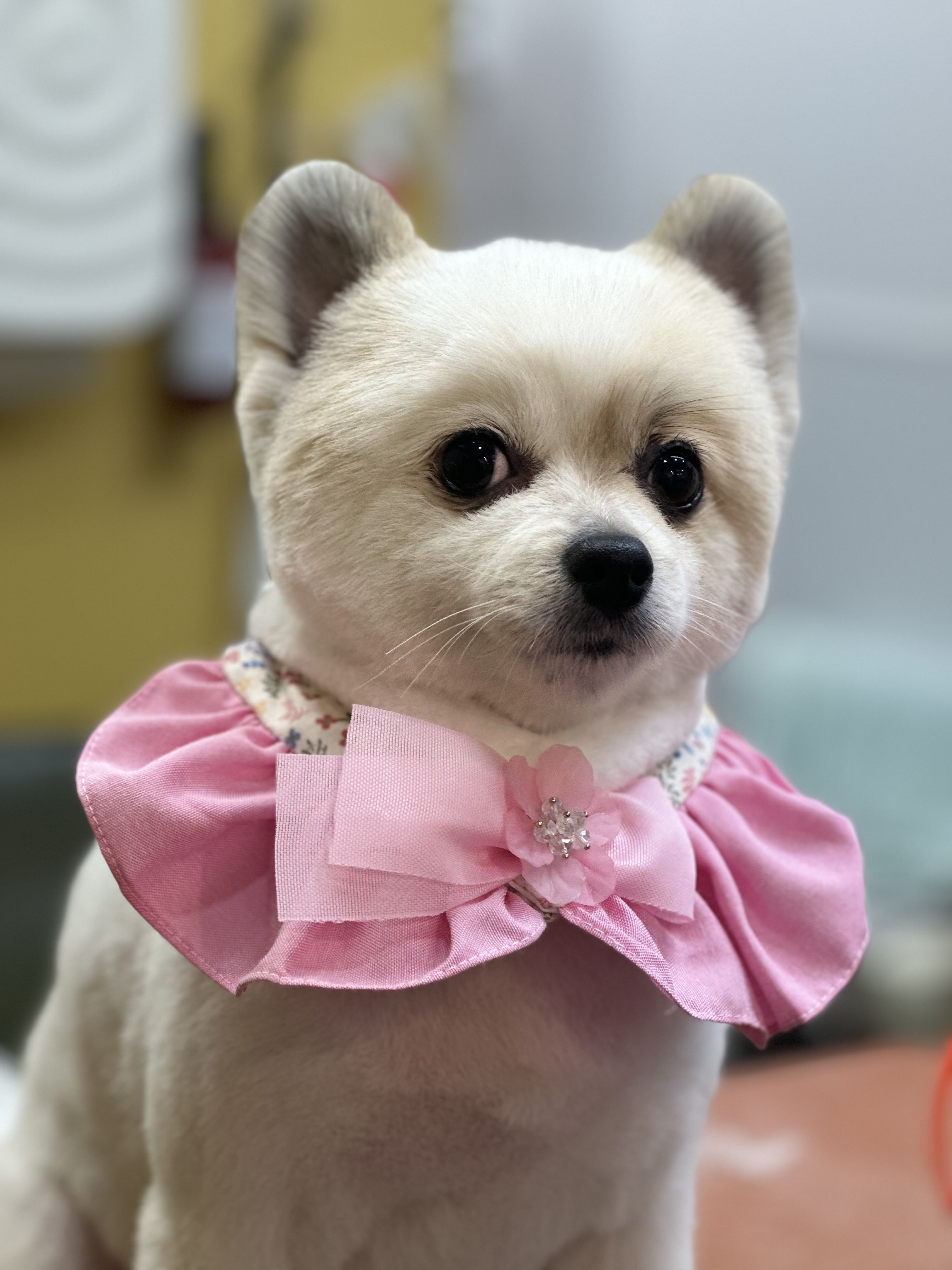 올라애견미용실 대표 이미지