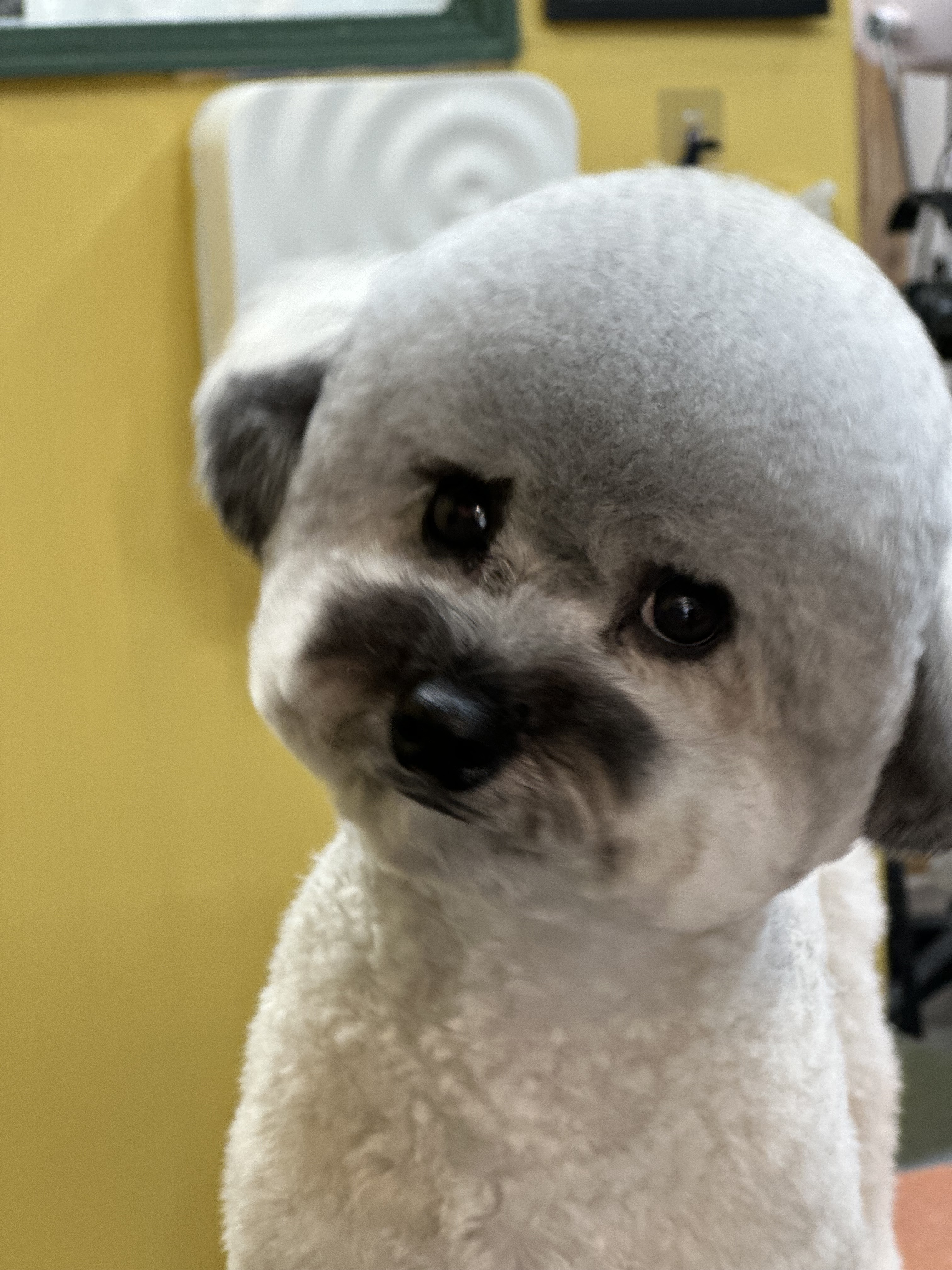 올라애견미용실 대표 이미지