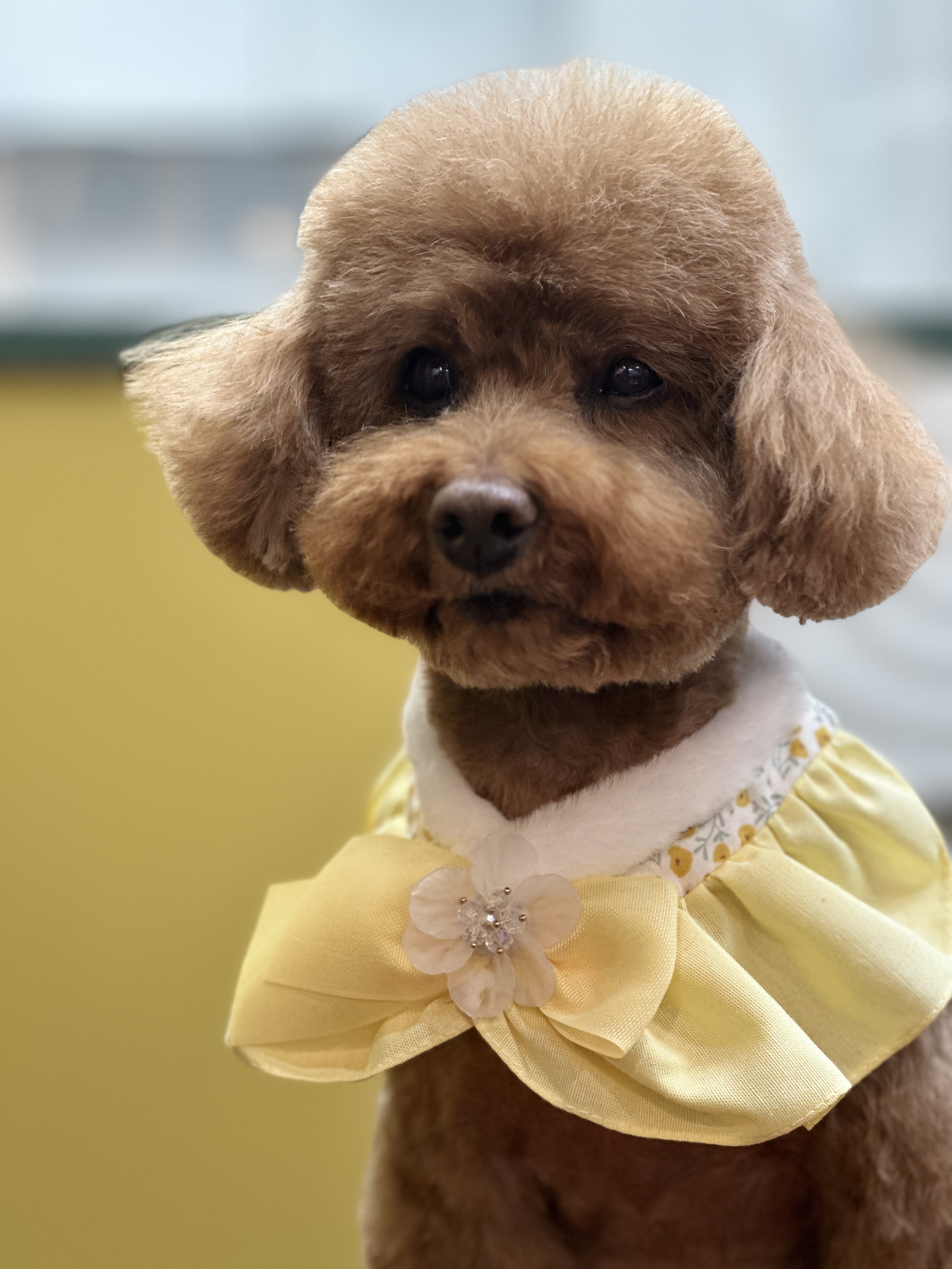 올라애견미용실 대표 이미지