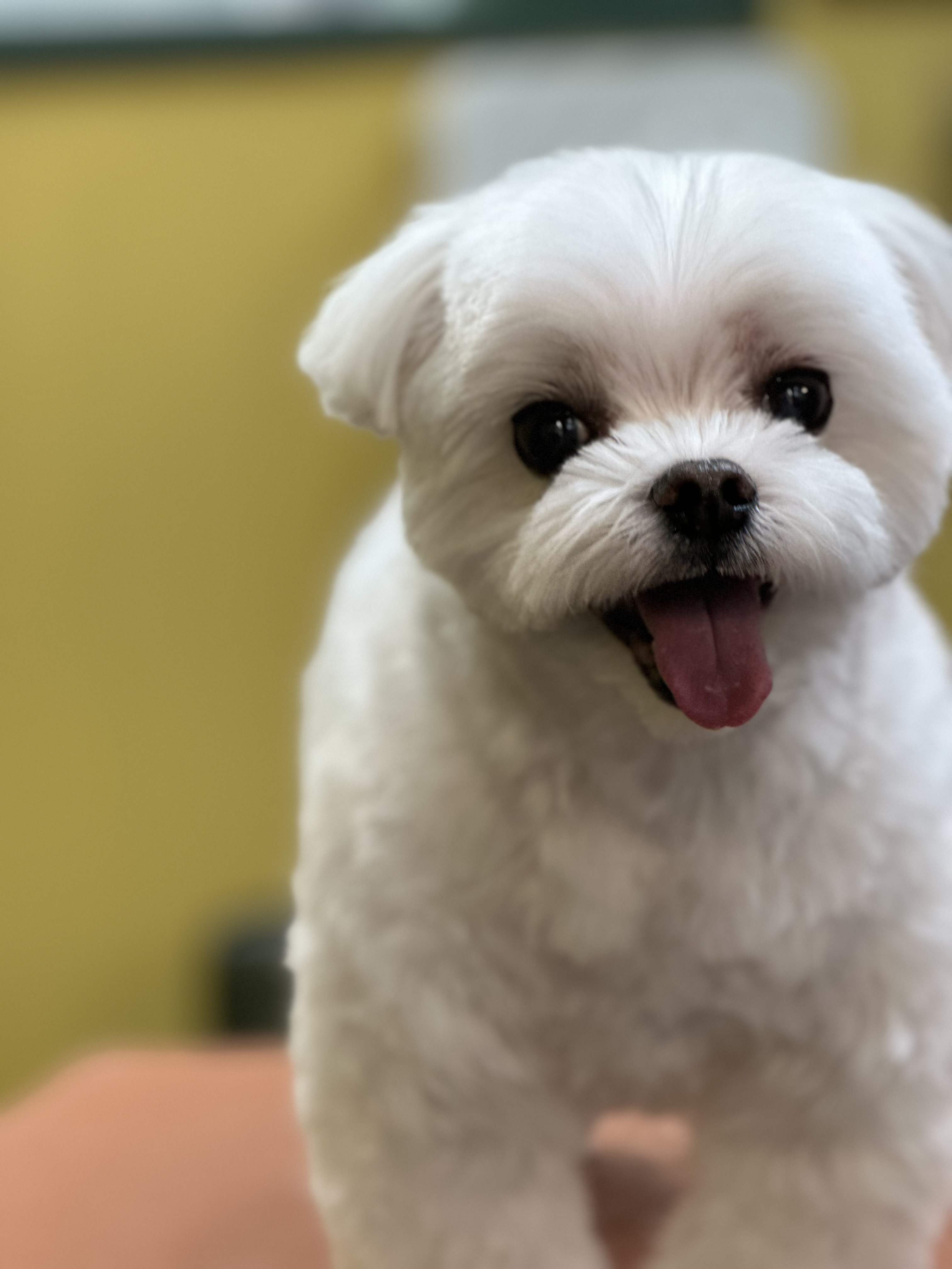 올라애견미용실 대표 이미지