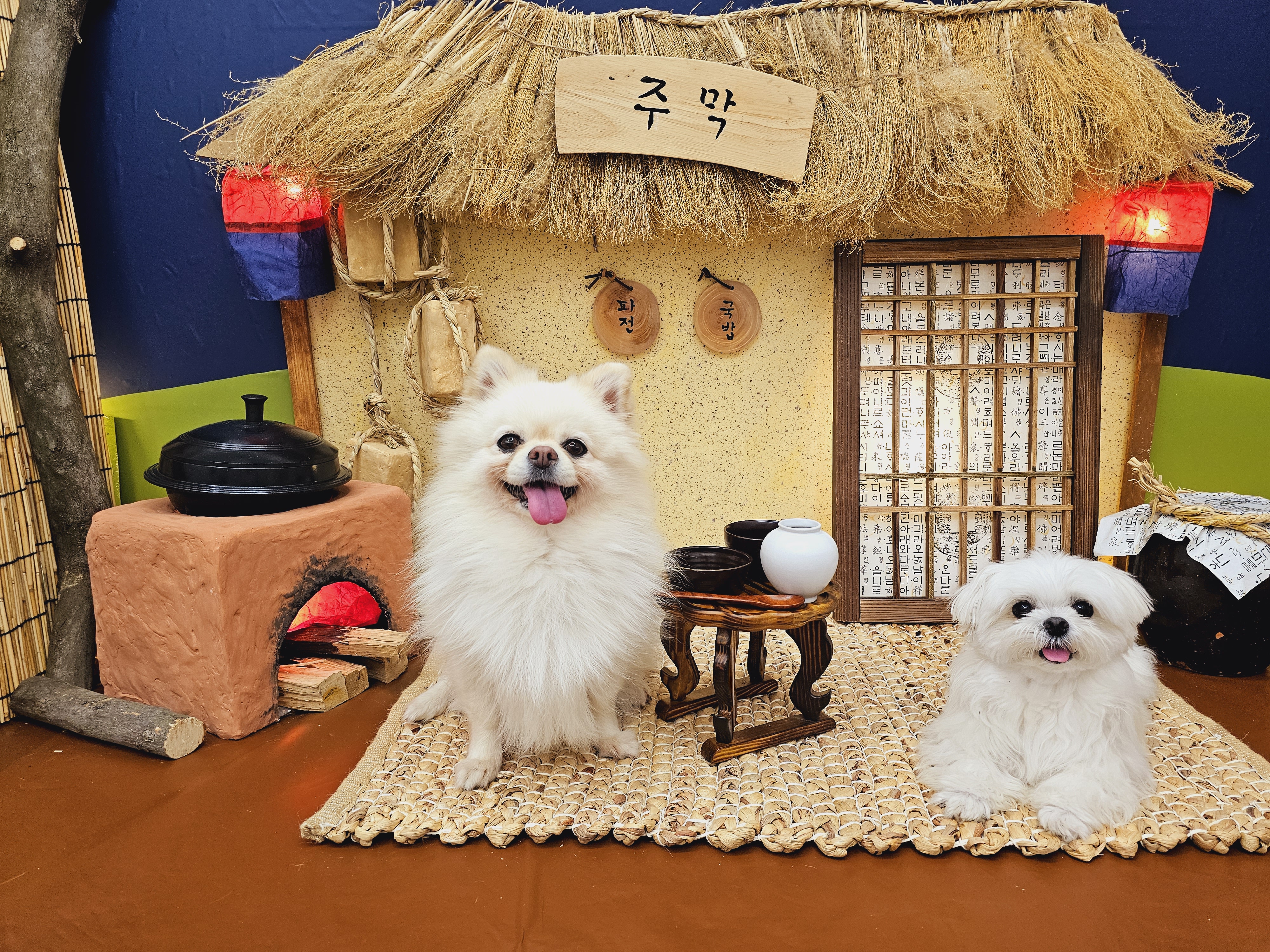 포항브라운도트테라스호텔 포항여객터미널점 경상 애견숙소