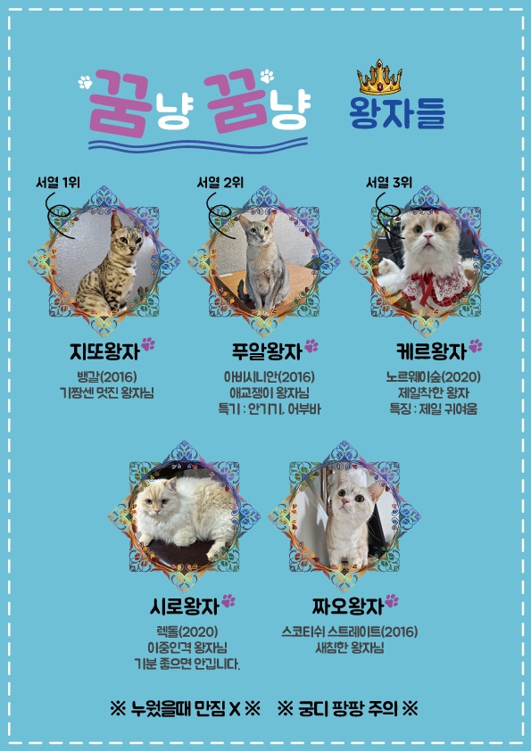 꿈냥꿈냥고양이다방