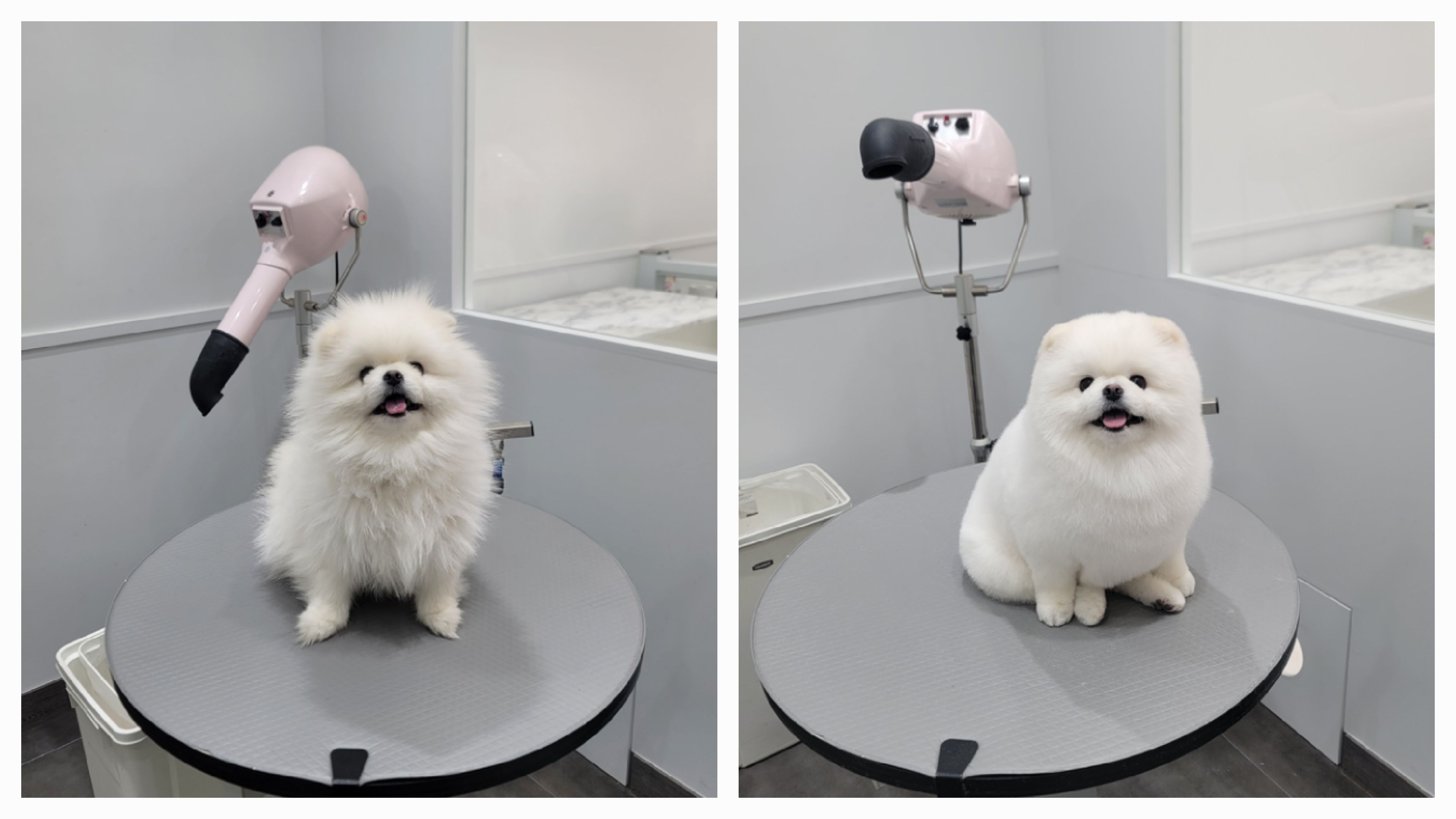 포메른 펫살롱 대표 이미지