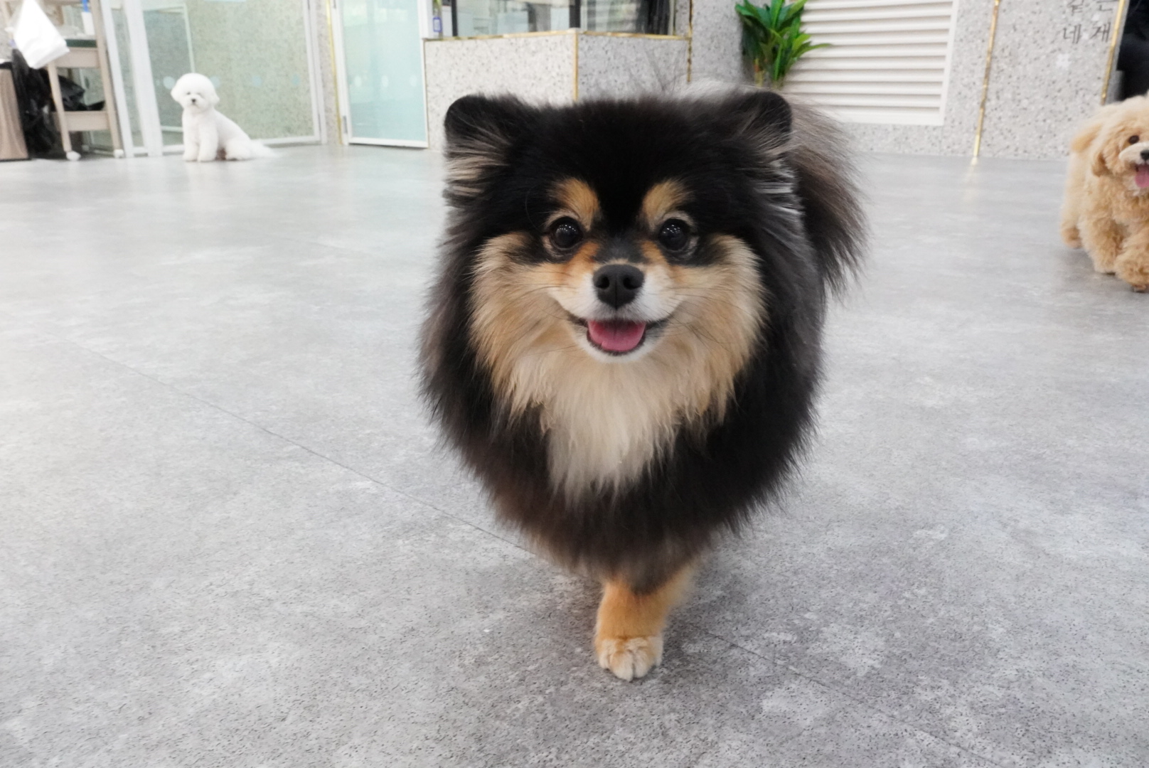 앙쥬레브펫 부천점 6