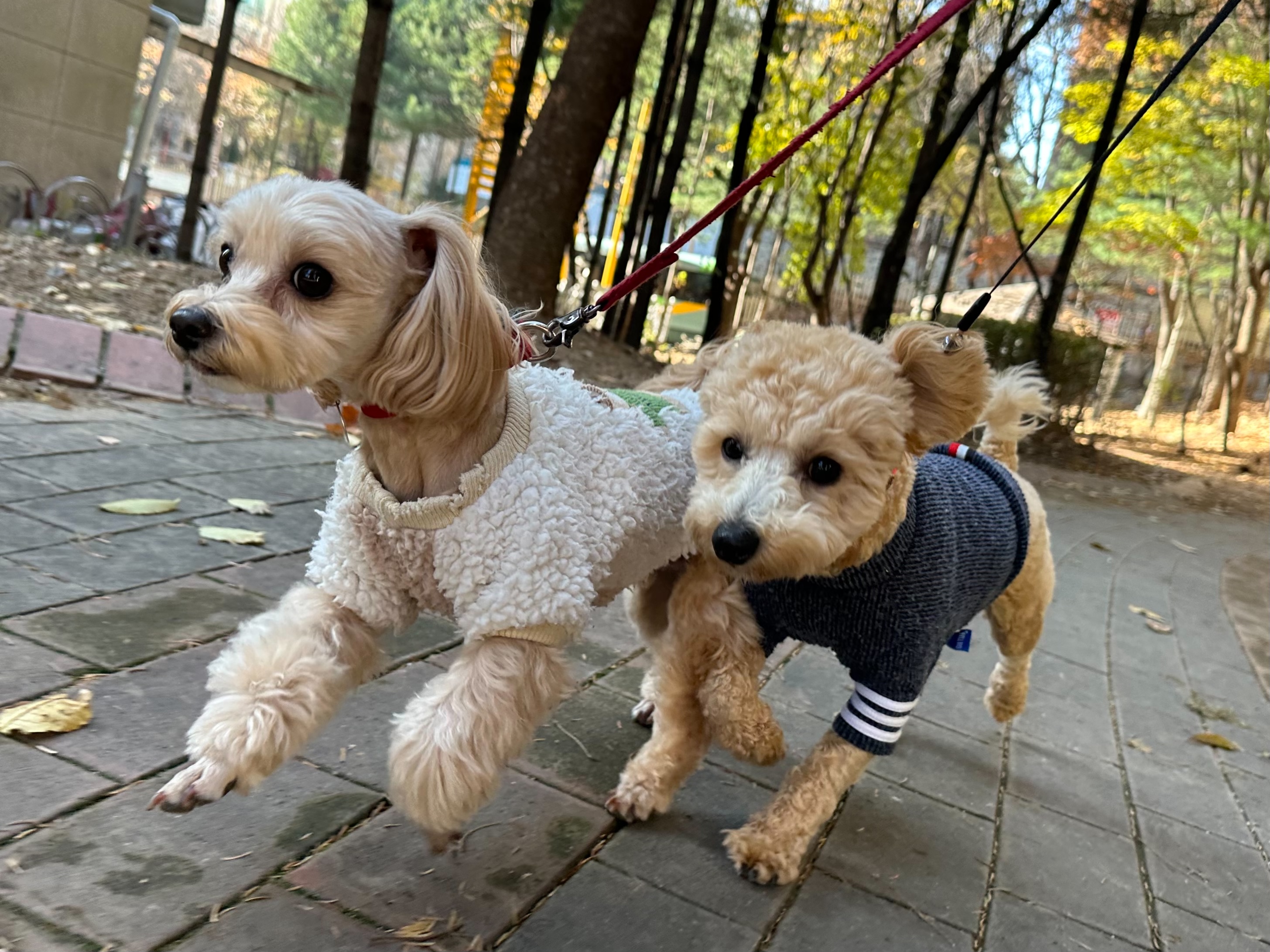 마인드몽 애견유치원/애견호텔/애견미용/데이케어 대표 이미지