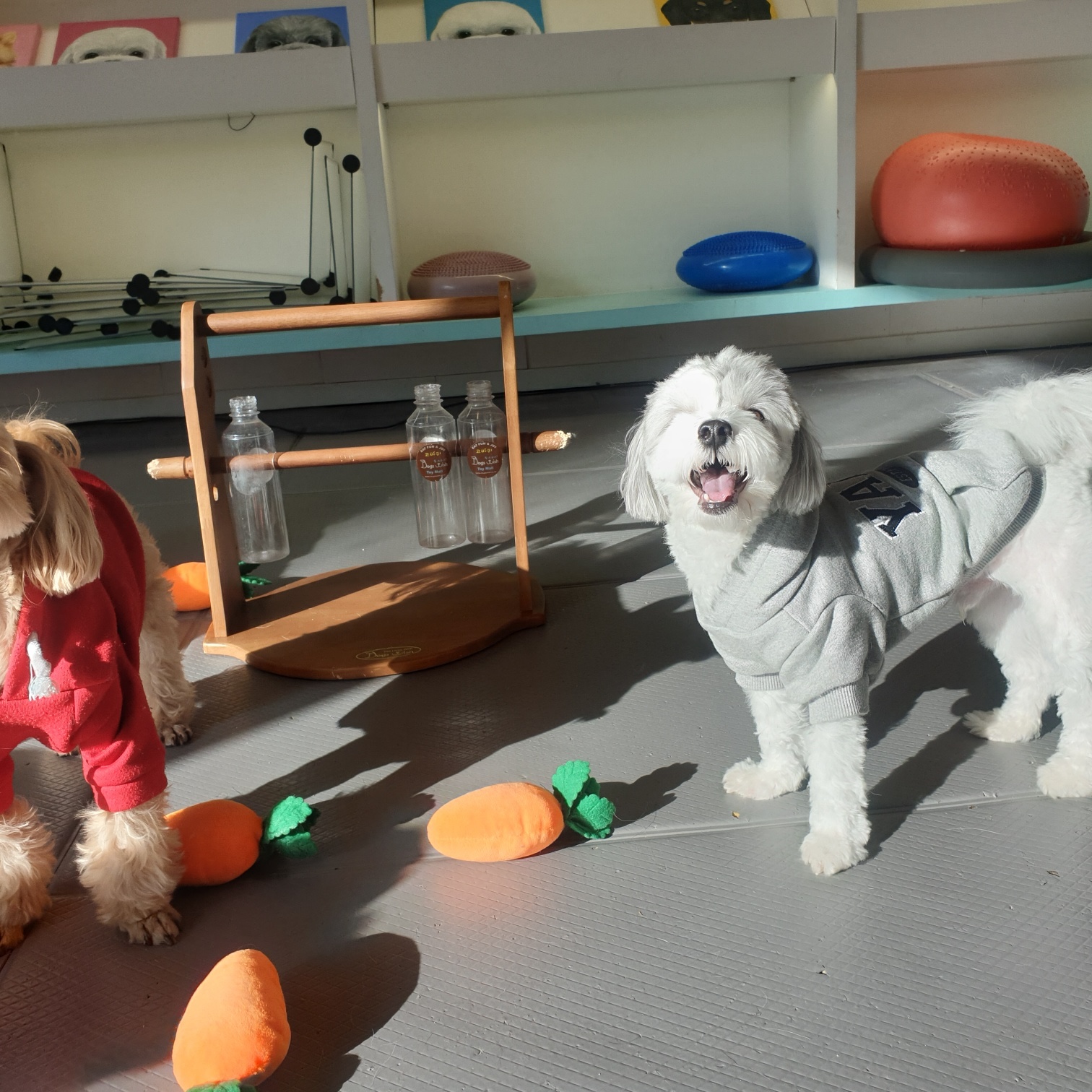 마인드몽 애견유치원/애견호텔/애견미용/데이케어 대표 이미지