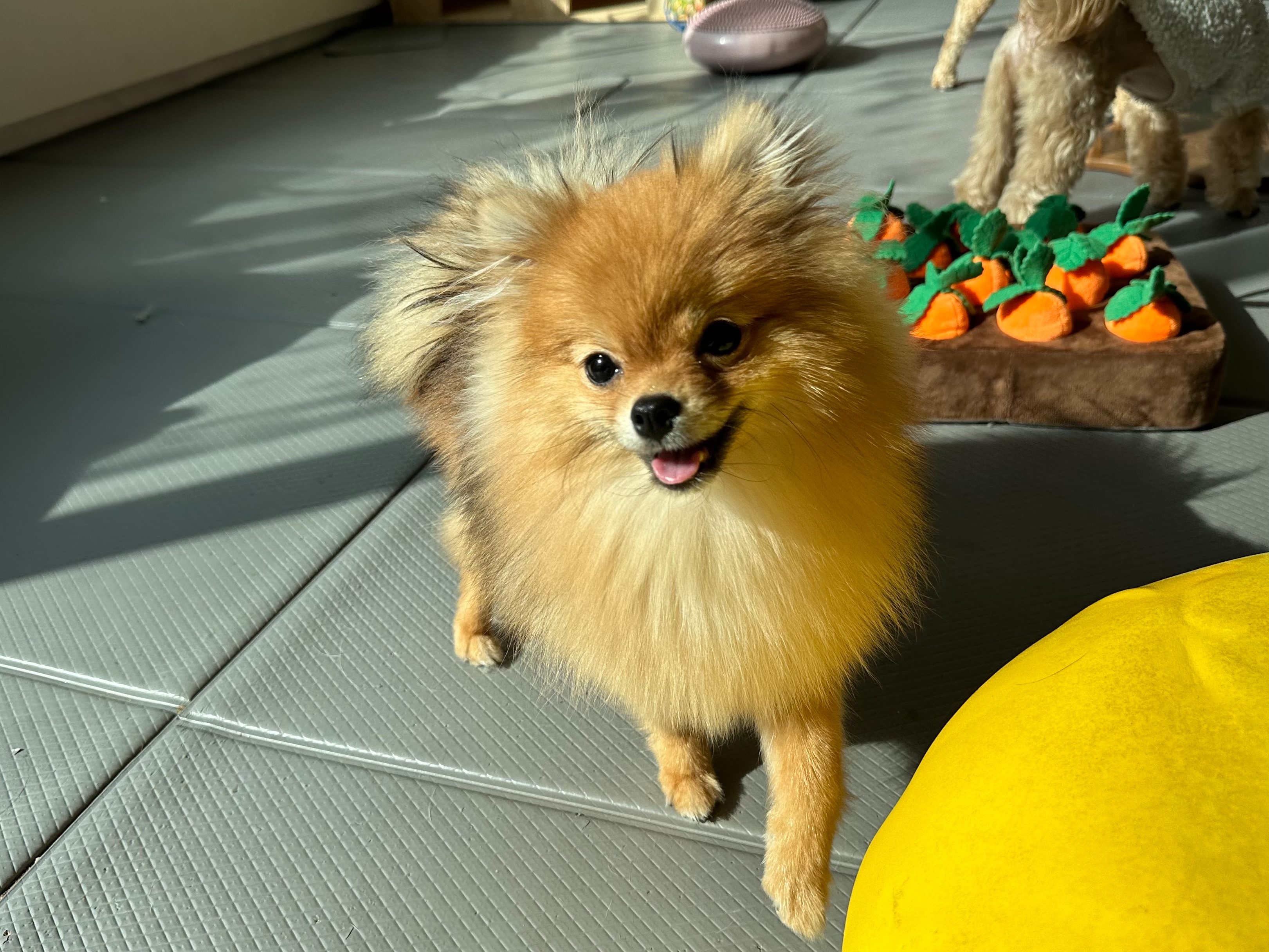 마인드몽 애견유치원/애견호텔/애견미용/데이케어 대표 이미지