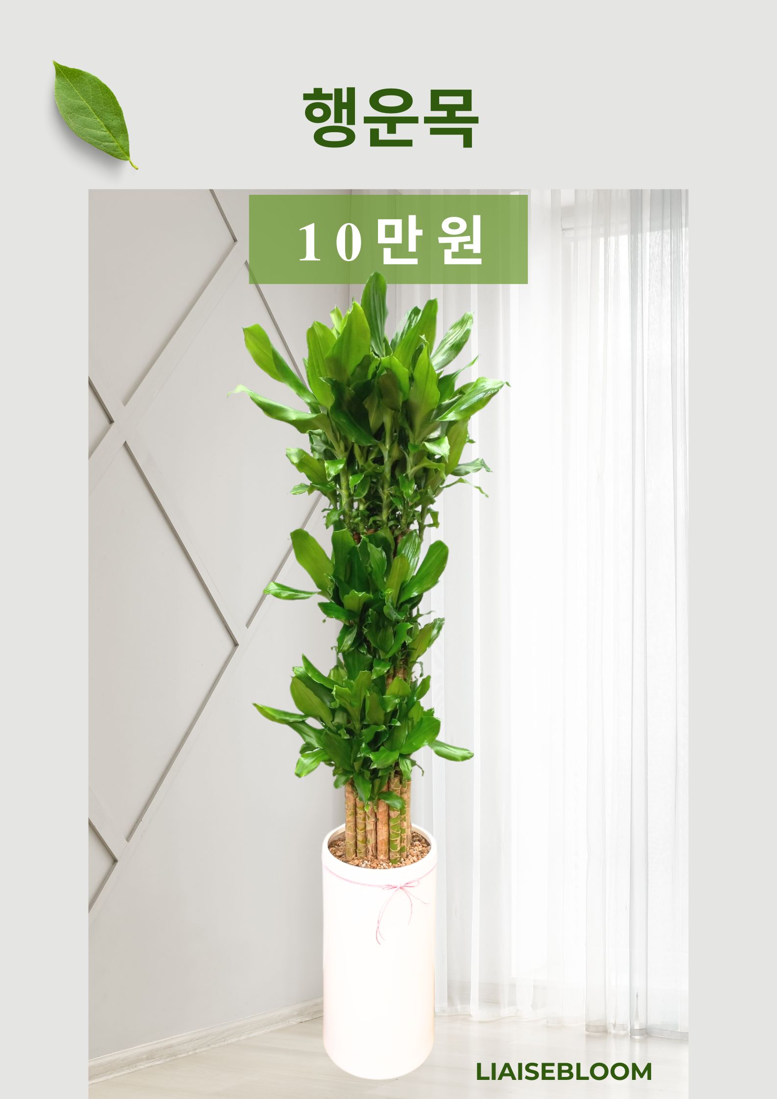 리에즈블룸