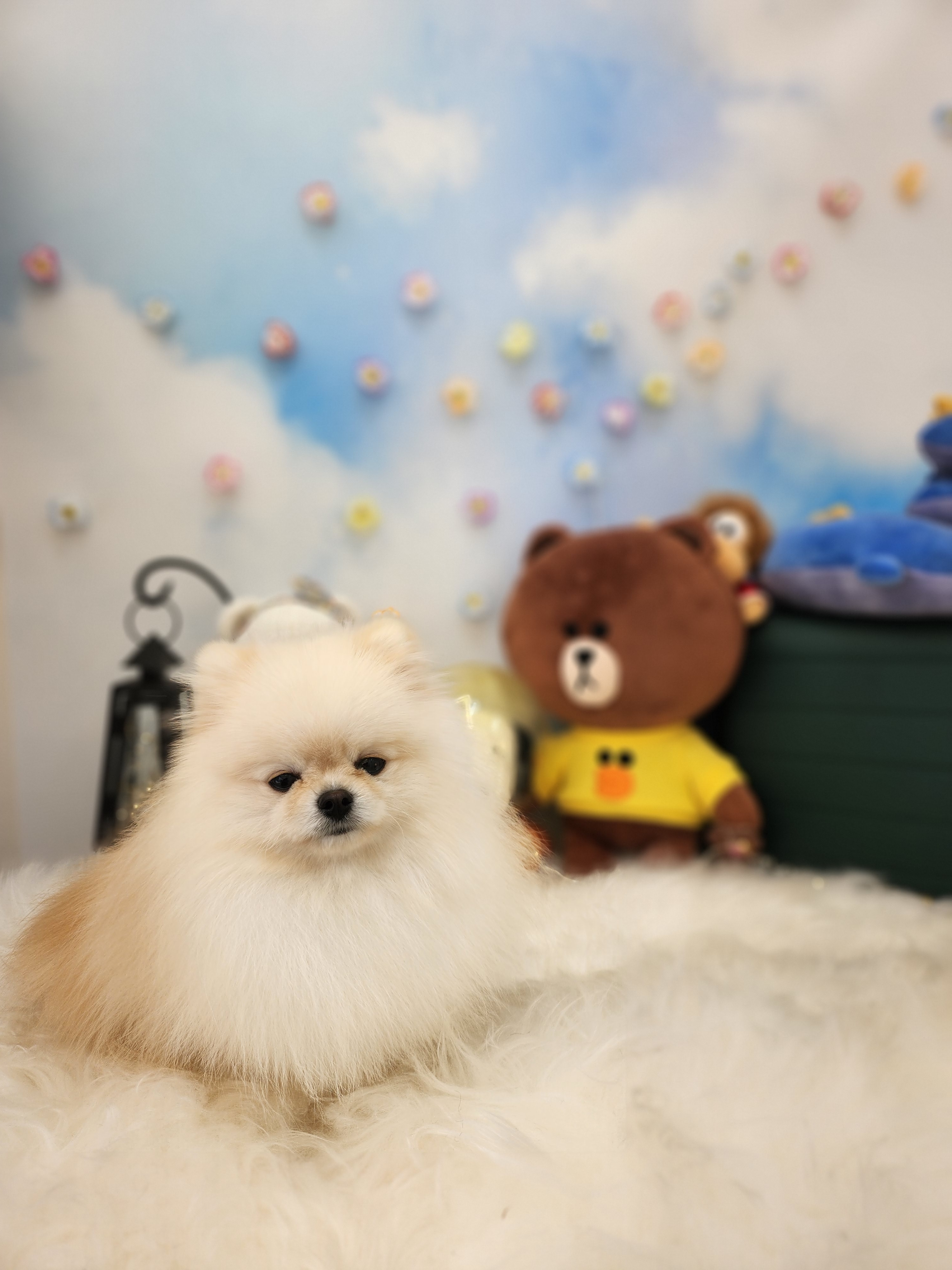독스 윙스 대표 이미지
