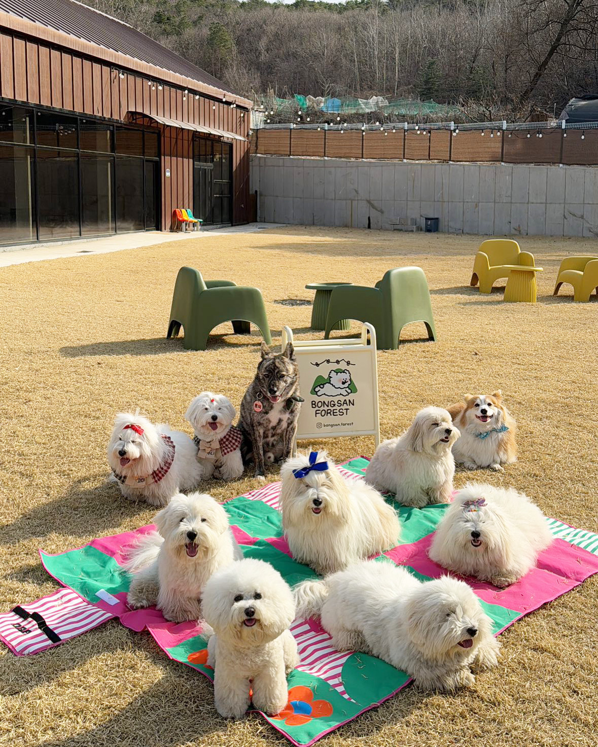 봉산포레 경기 애견여행지