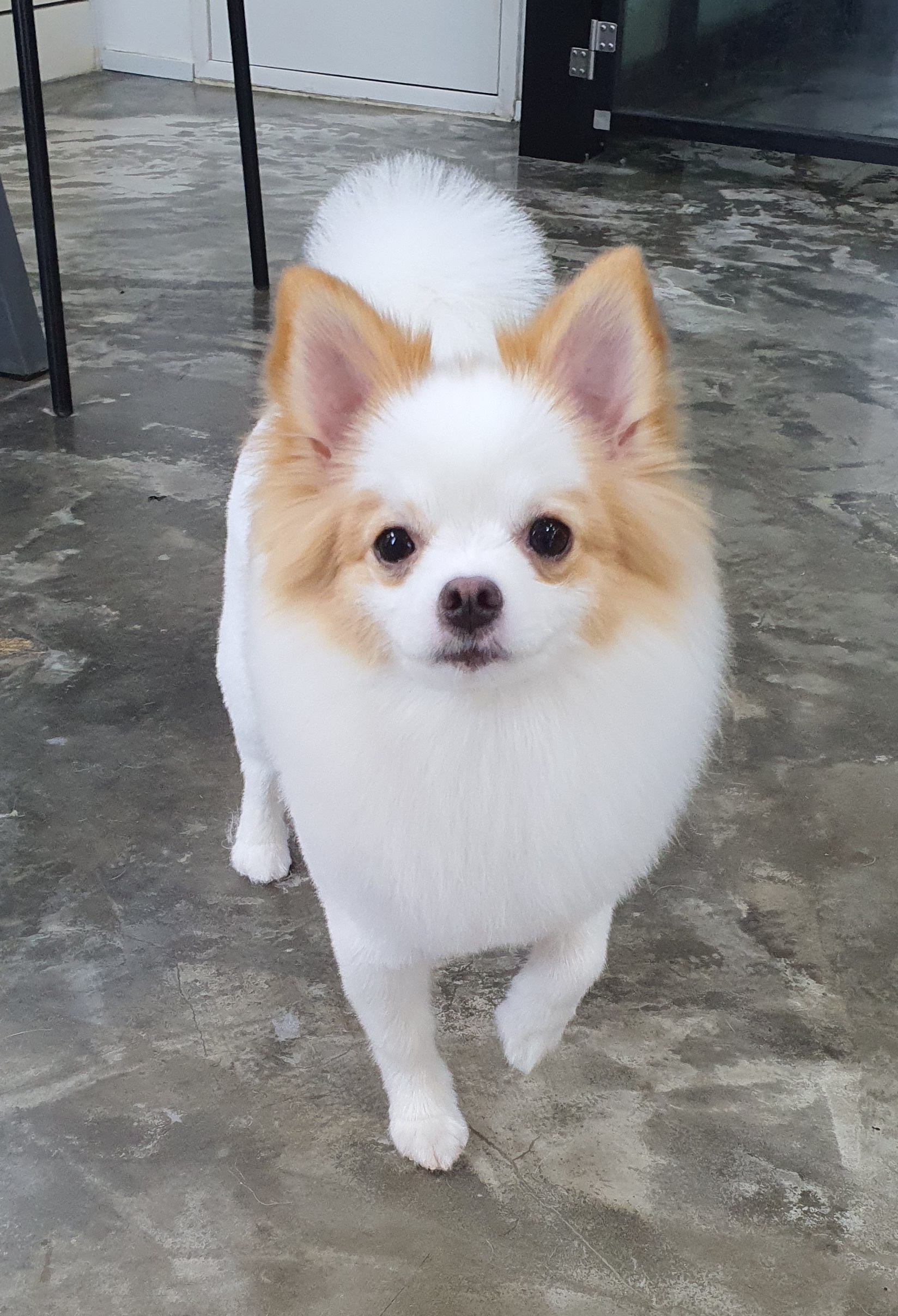 쁘띠살롱