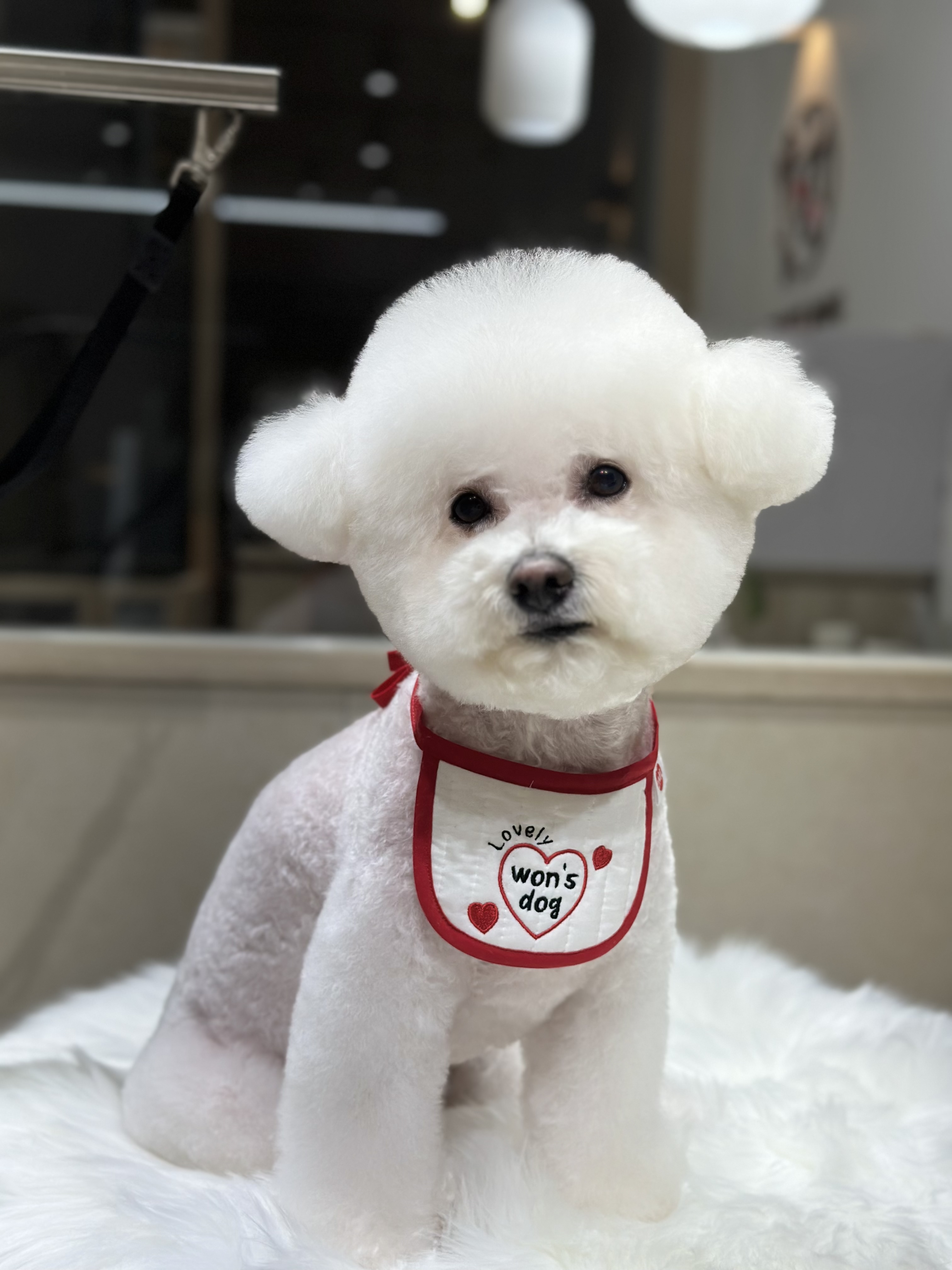 원스독 Won's dog