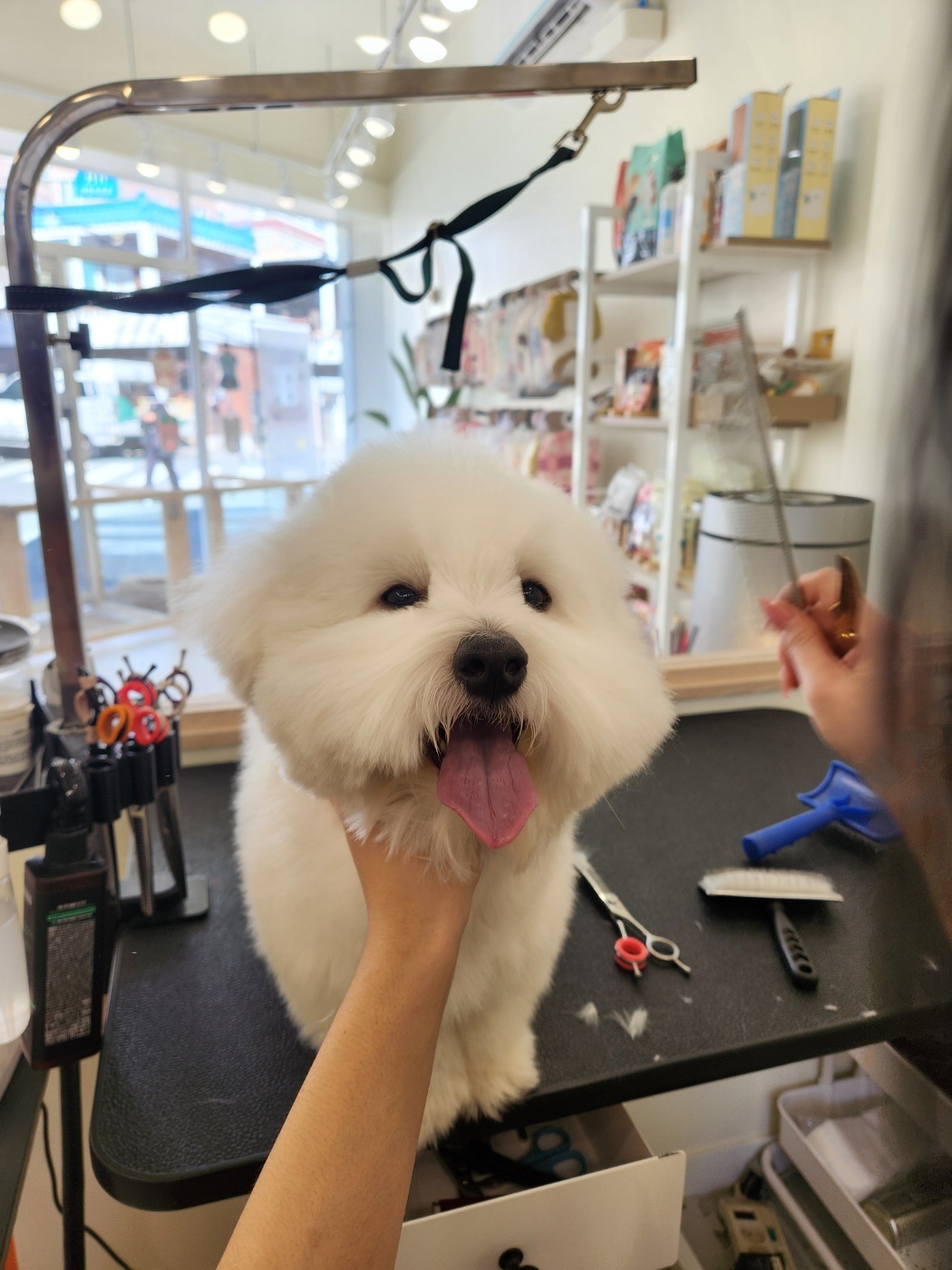 위드독 WITH DOG