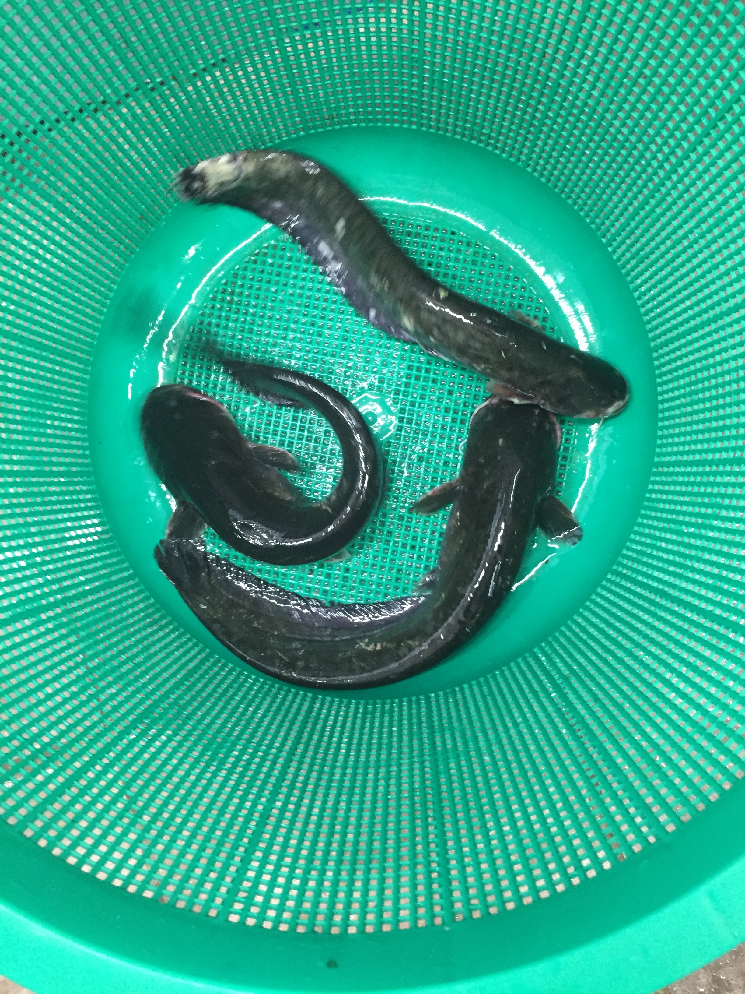 당감장수유황생오리
