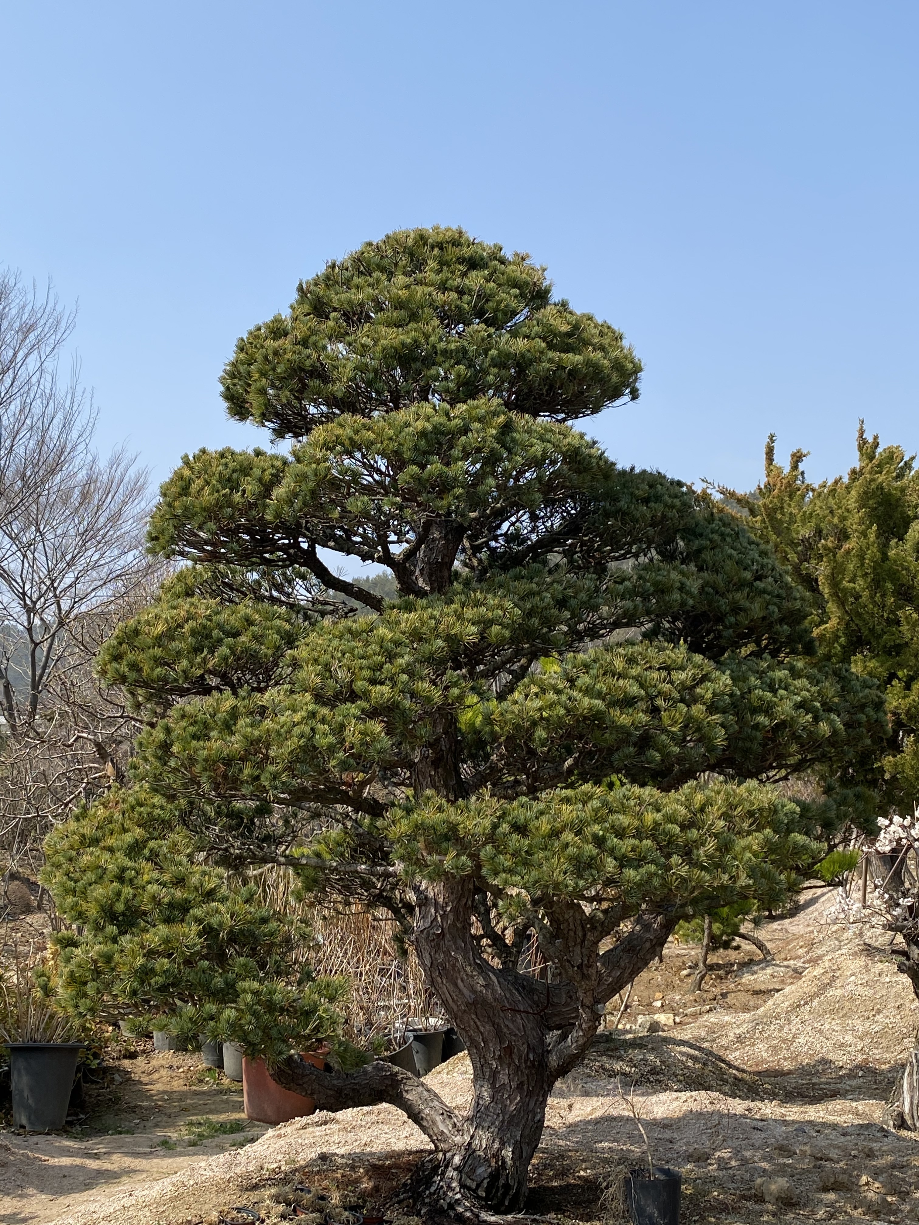늘푸른식물원