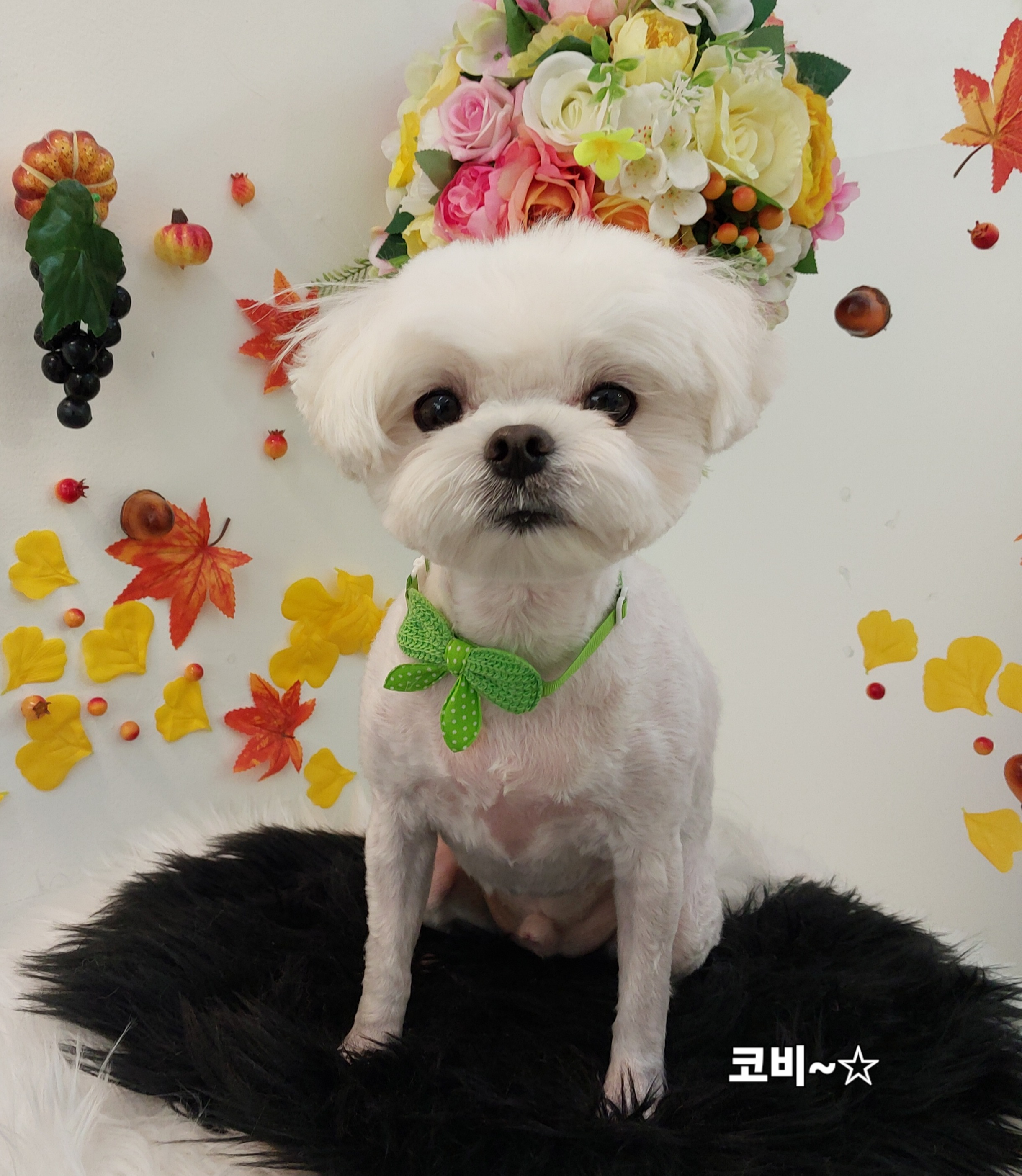 샴푸하는 강아지 대표 이미지