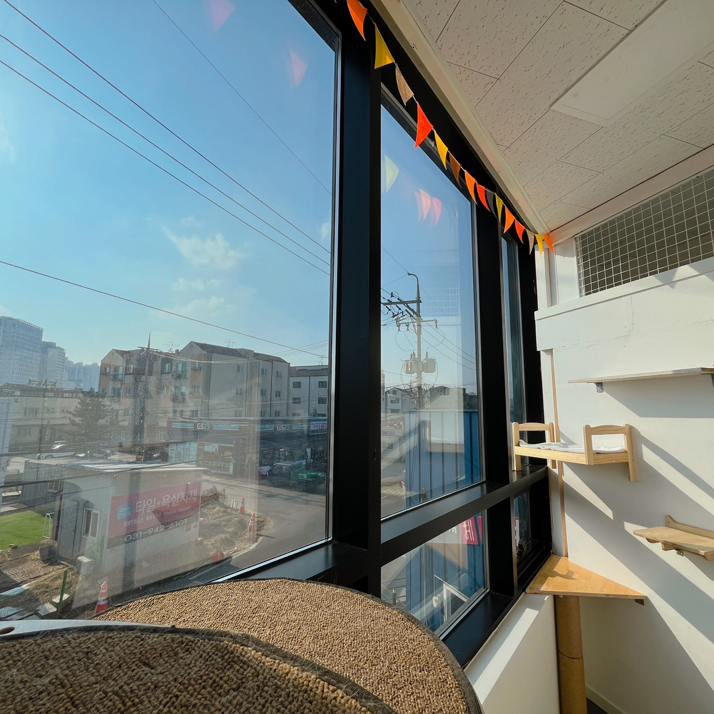 운정고양이호텔 대표 이미지