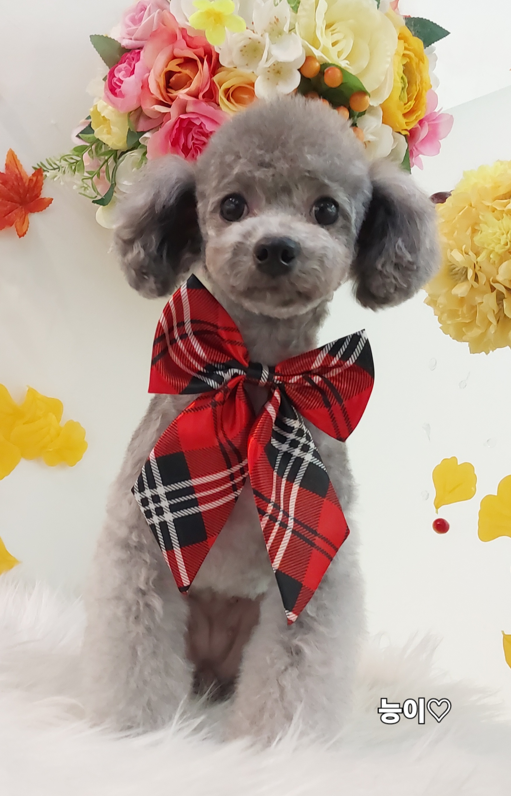 샴푸하는 강아지 대표 이미지